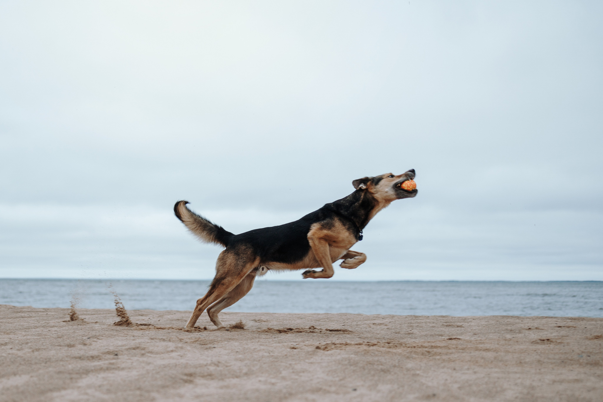 Наталья и Того. Фотограф — Анималист | Санкт-Петербург