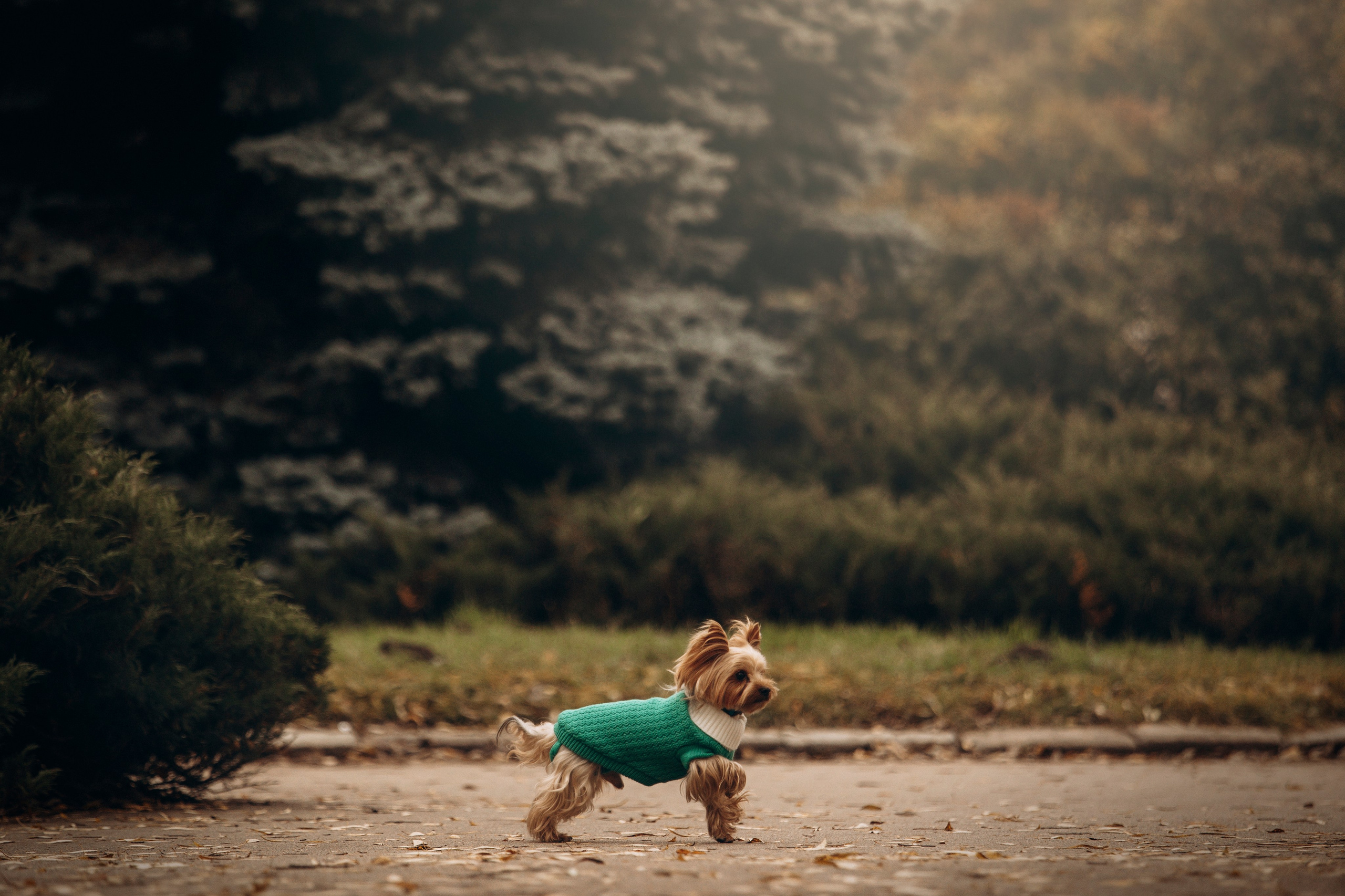 Настя и Тёма. Фотограф — Анималист | Санкт-Петербург