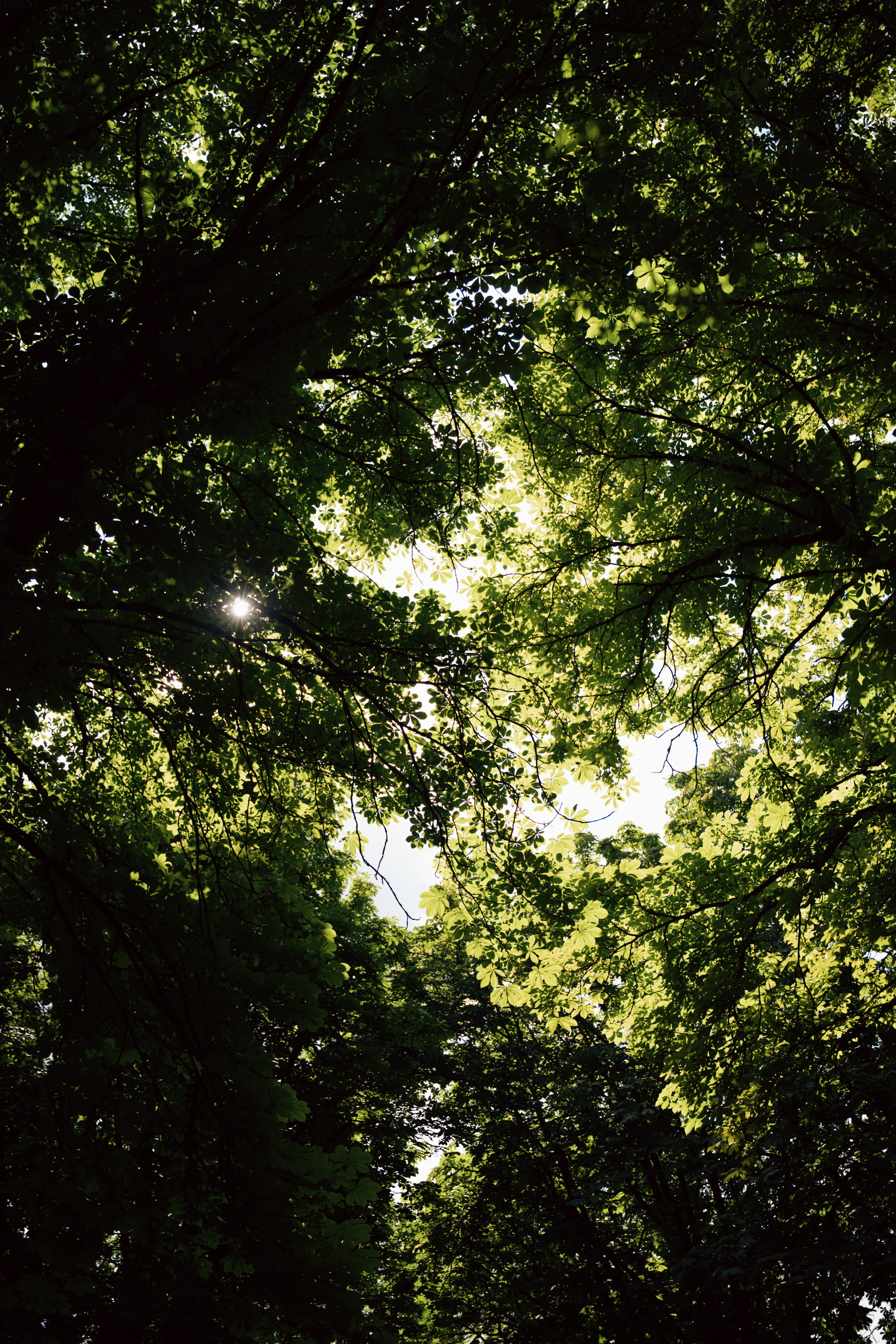 Максим и Дарья. Свадебный и портретный фотограф в Брянске и Москве Алина Химушкина