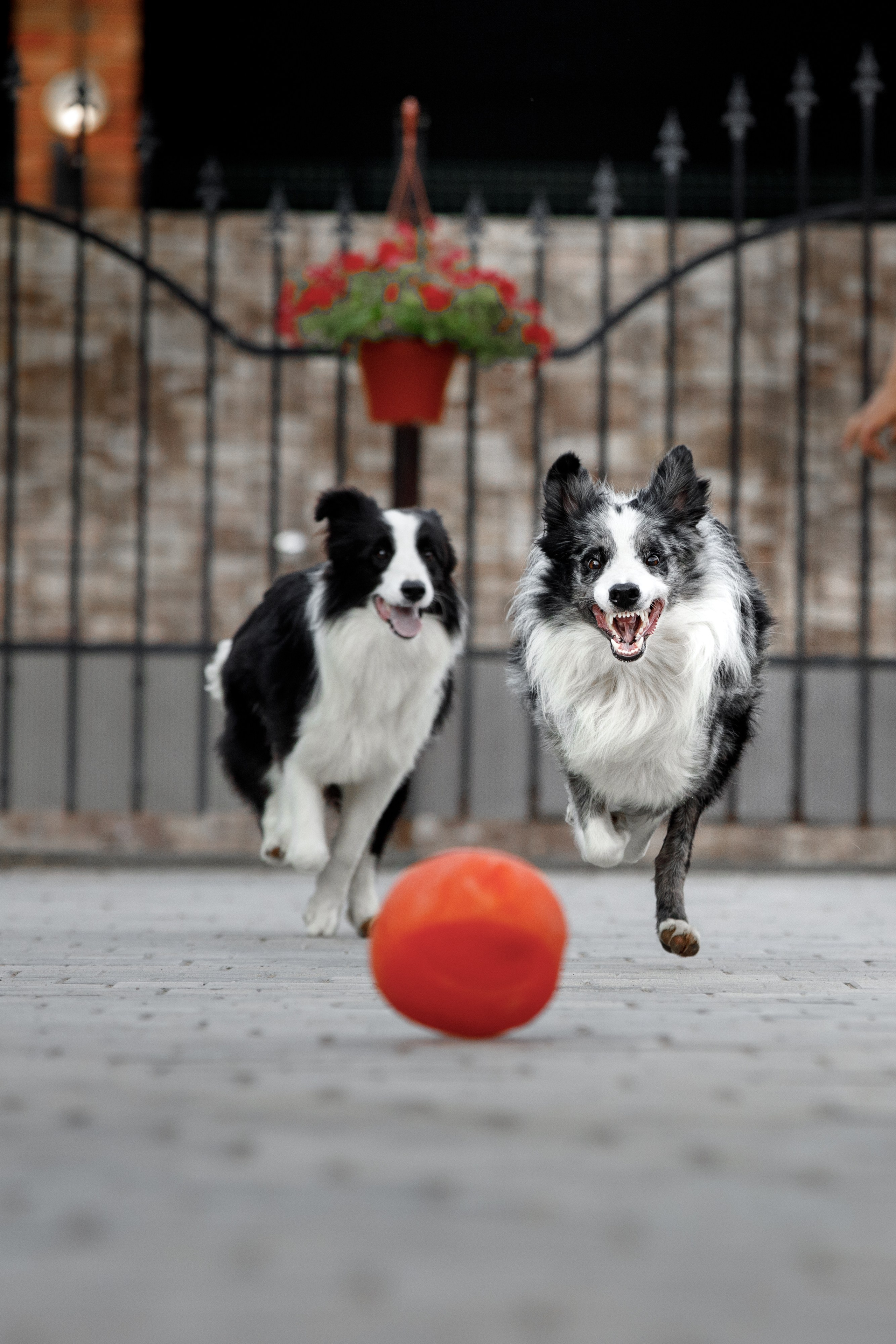 Болтовня в саду. О нас