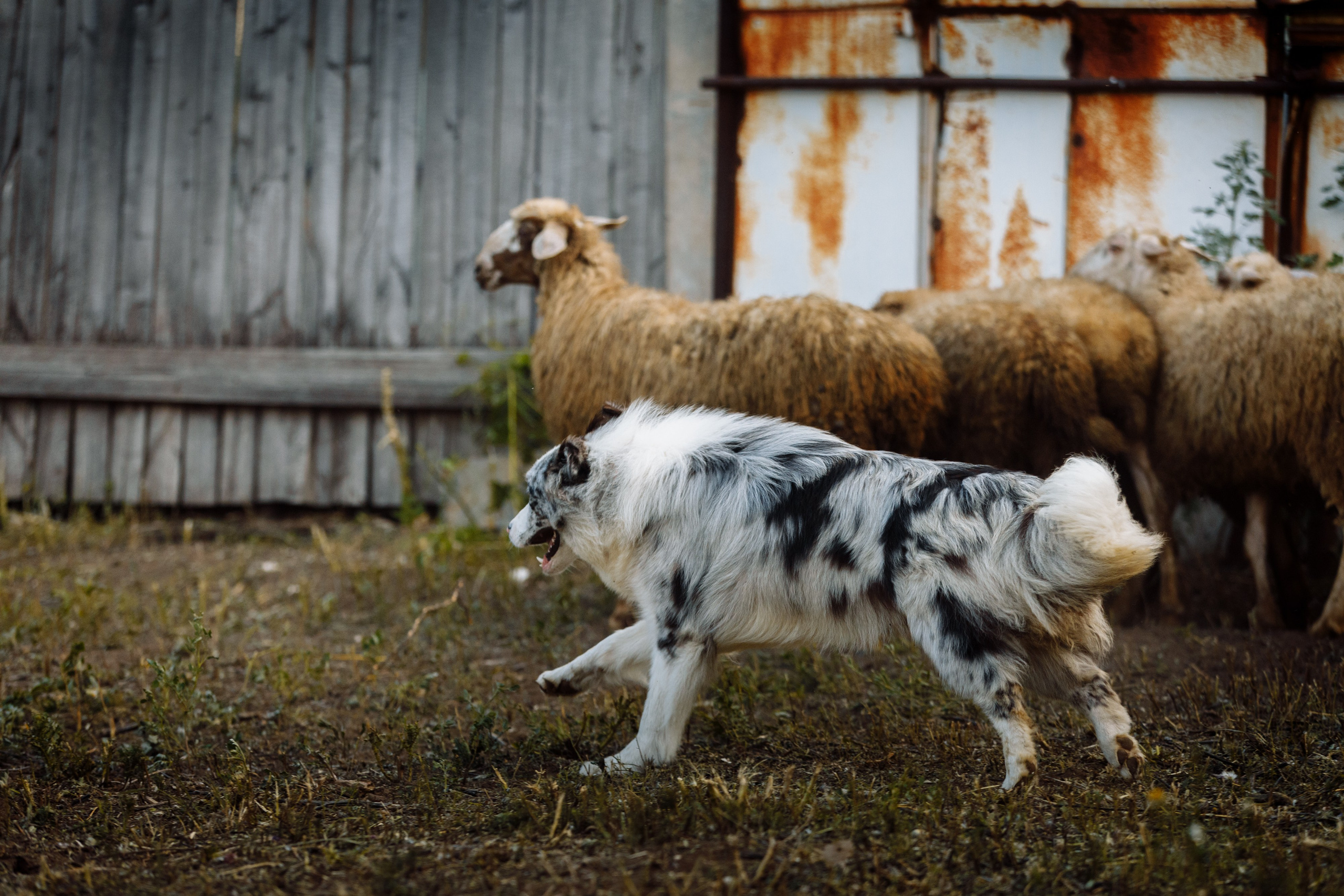 Овечий день. О нас