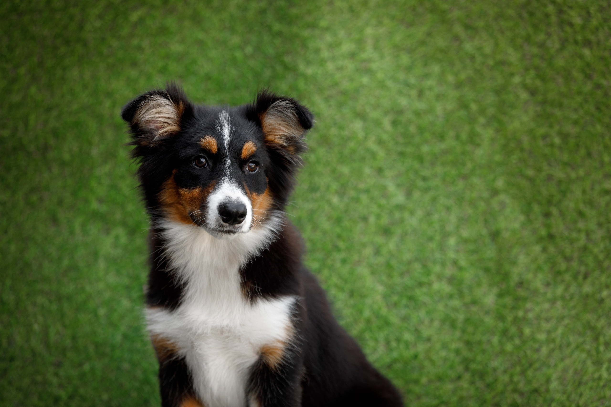 Смешарики. О нас