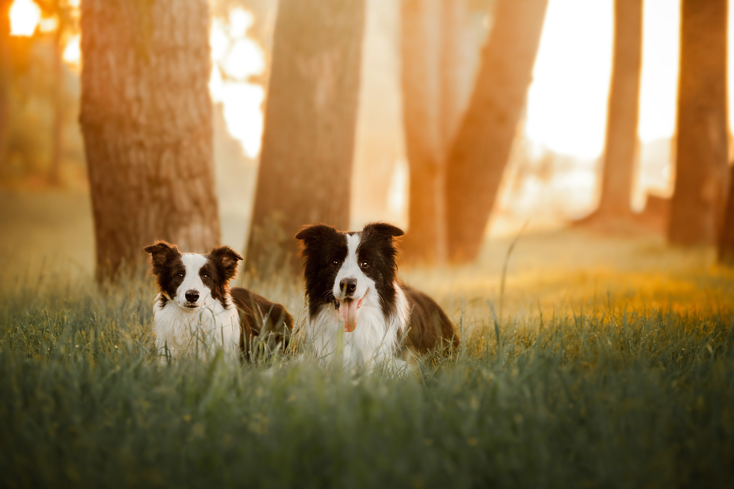 Сочный рассвет, на который решились. О нас