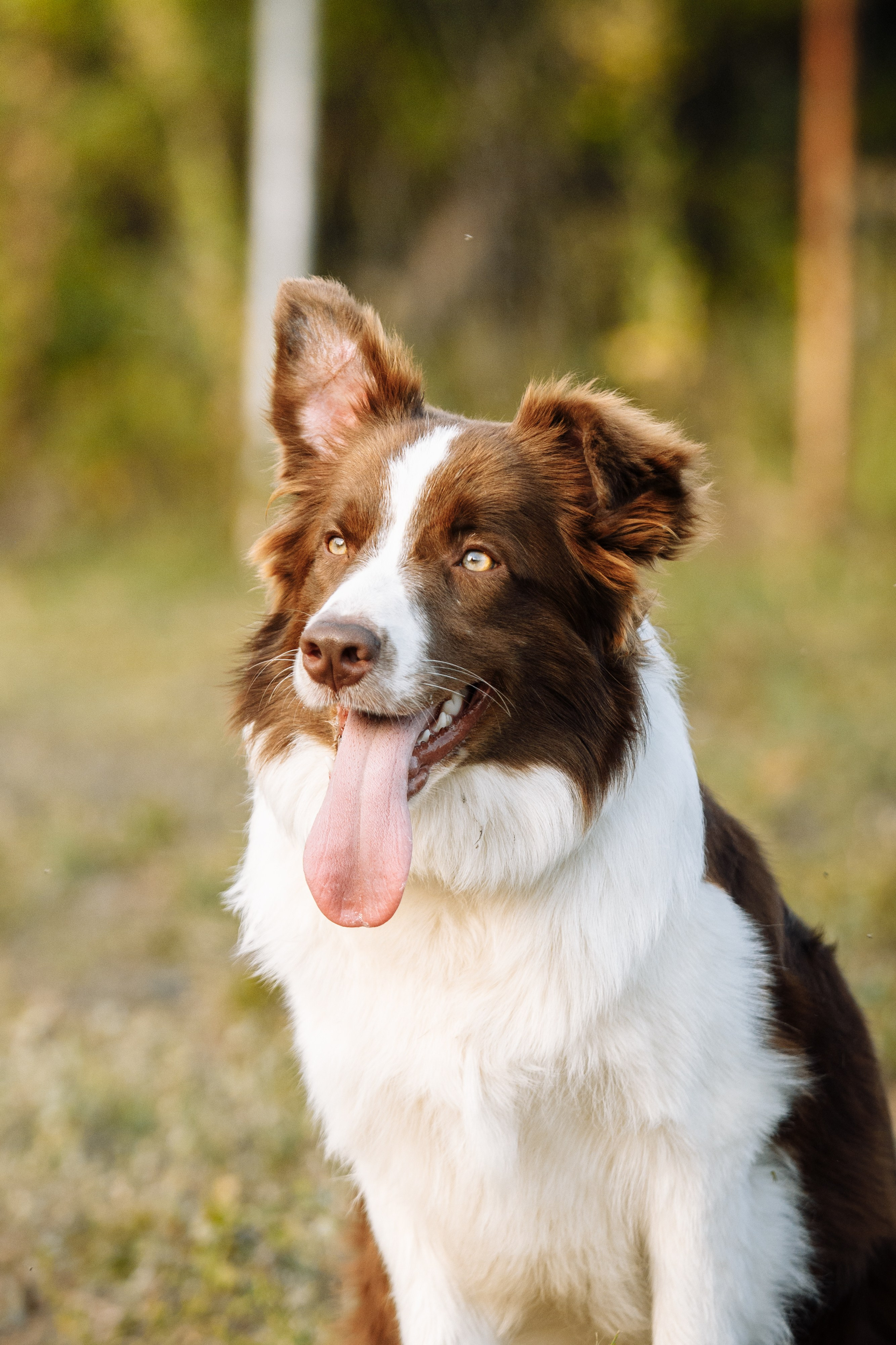 Овечий день. О нас