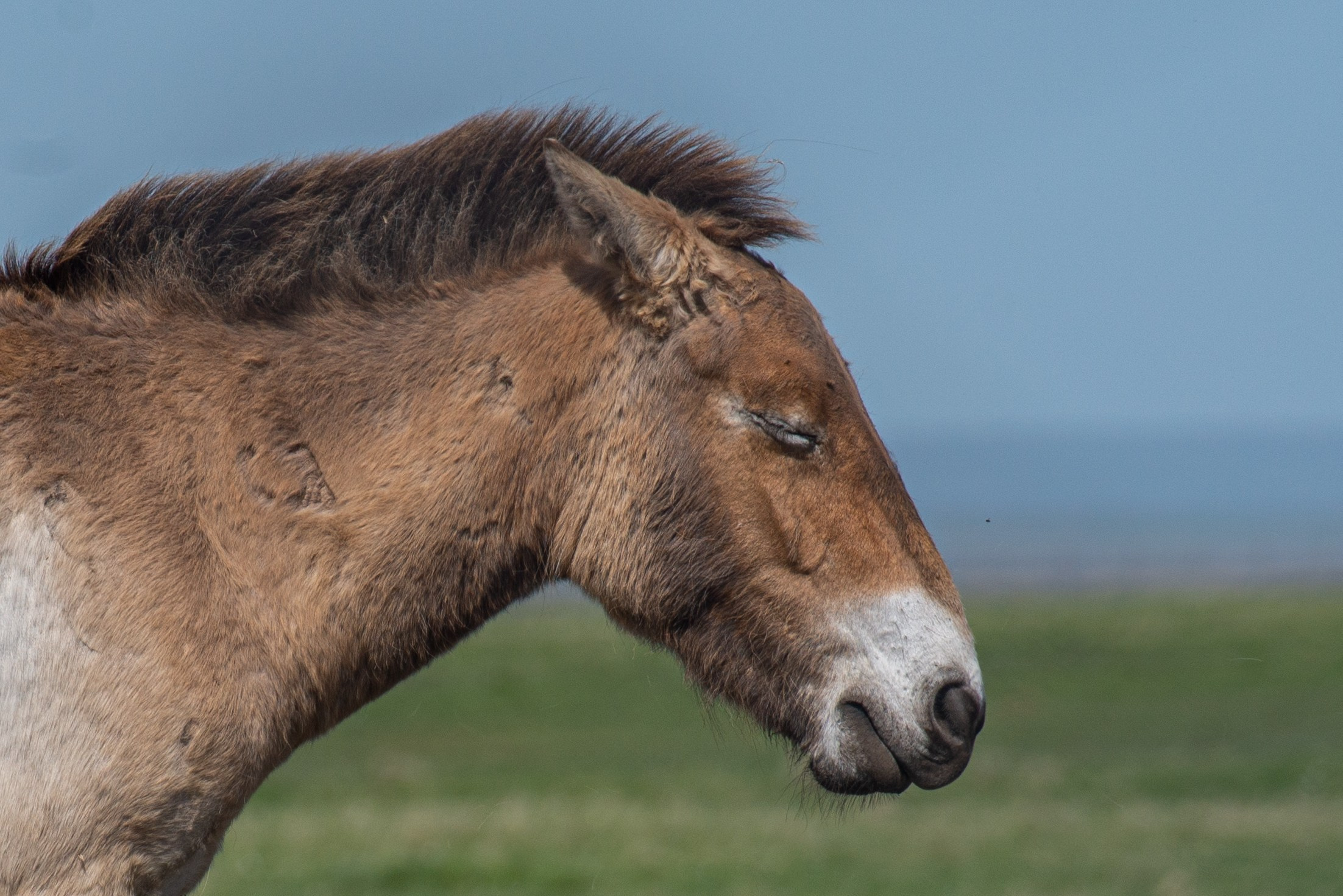 Заповедник «Оренбургский», предуральская степь. Фотообъединение Самарского областного отделения Союза журналистов России