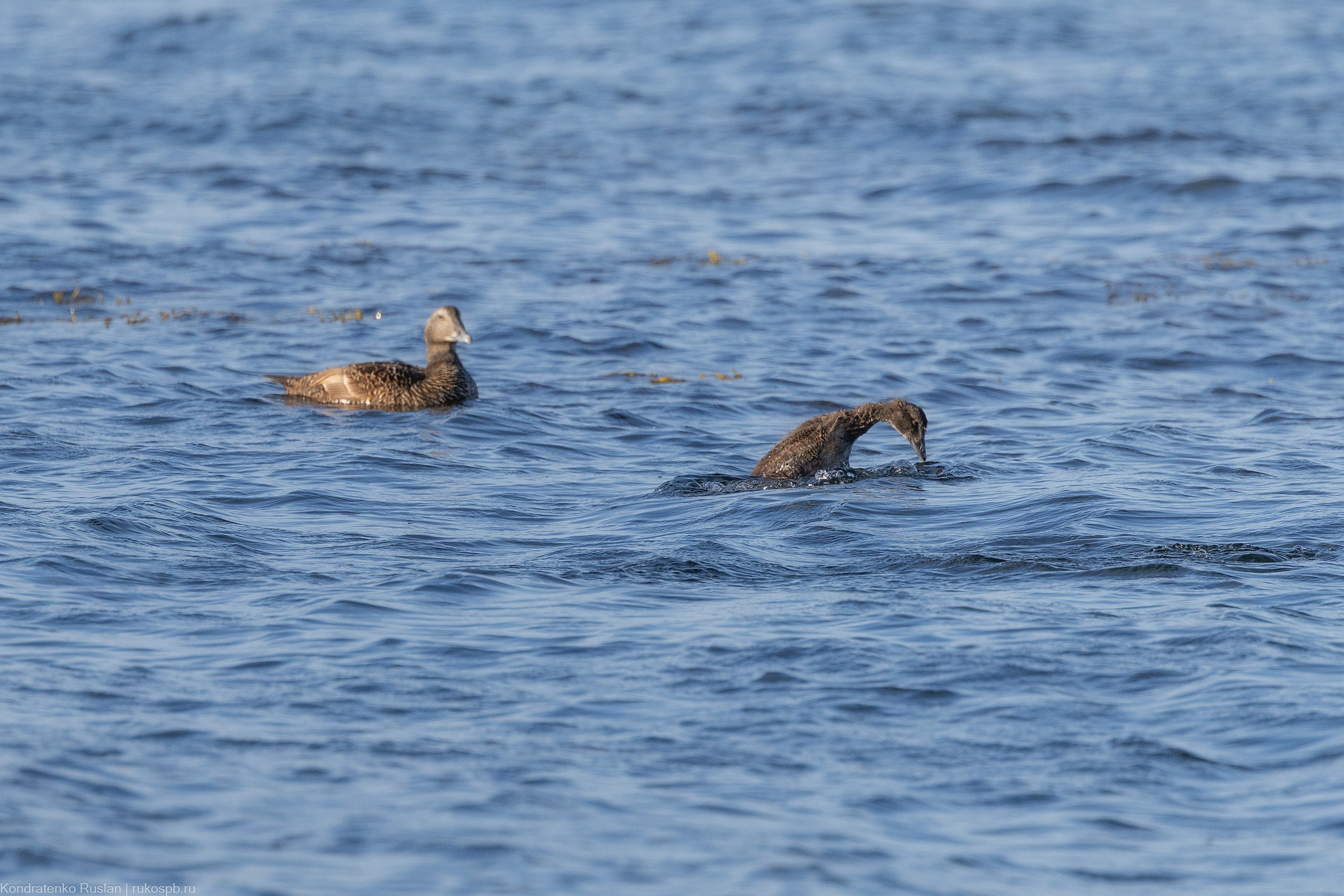 Обыкновенная гаага. Архитектурный и пейзажный фотограф Кондратенко Руслан, Санкт-Петербург