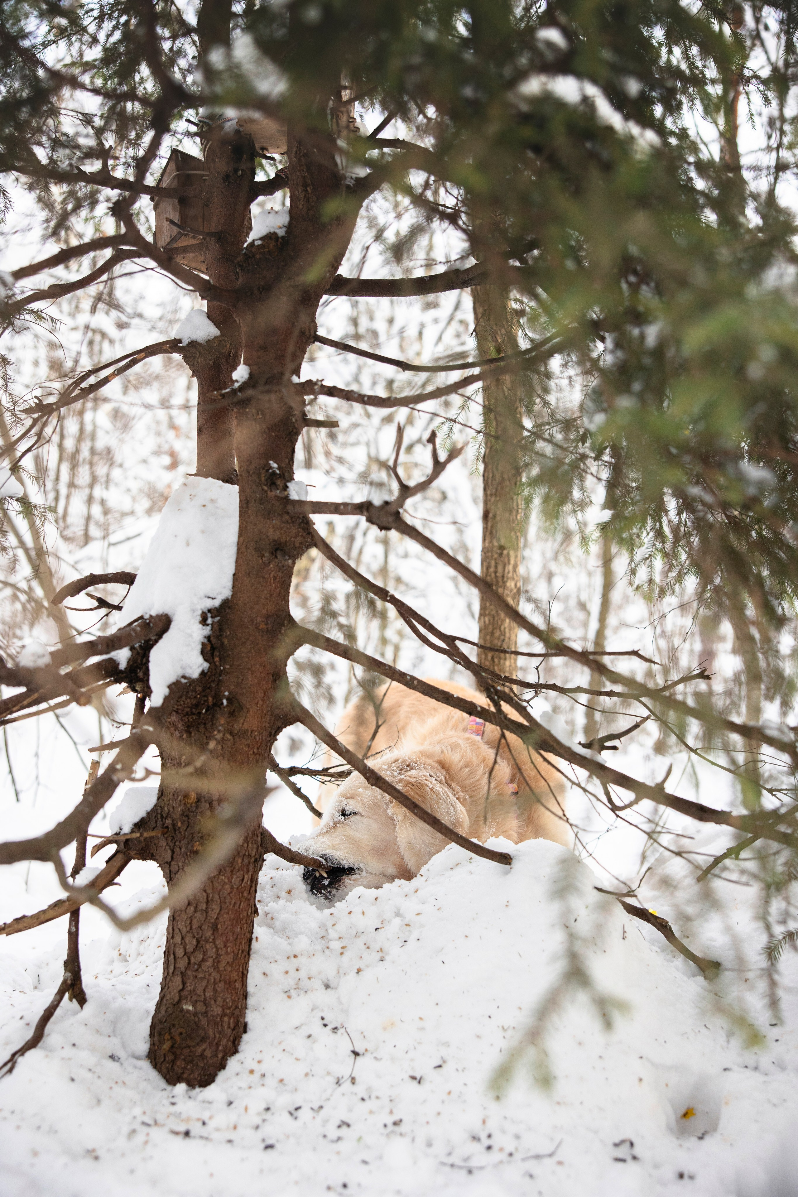 Бэлла и Панда. Анастасия Белаш