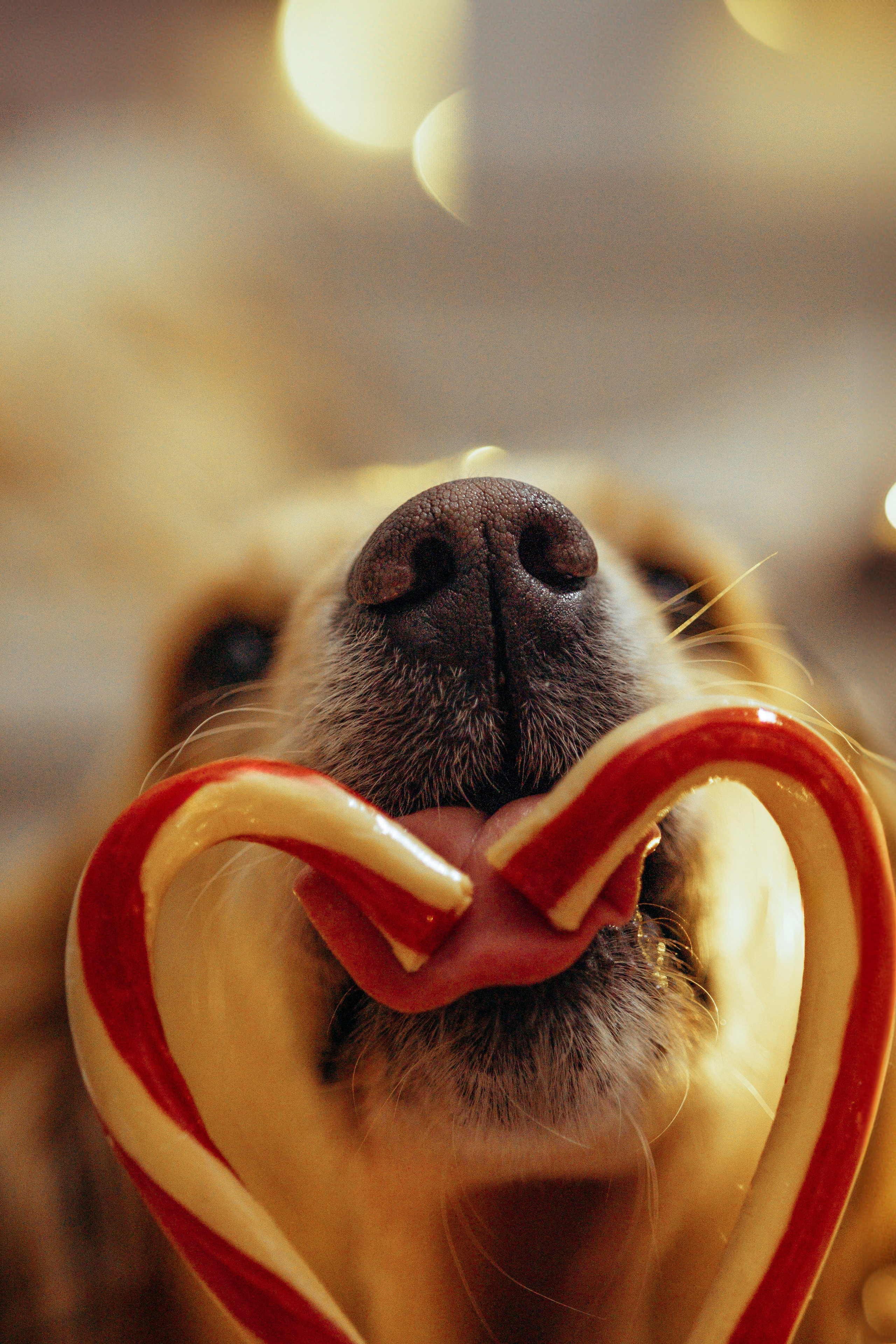 Новогодняя съемка с собакой. Анастасия Белаш