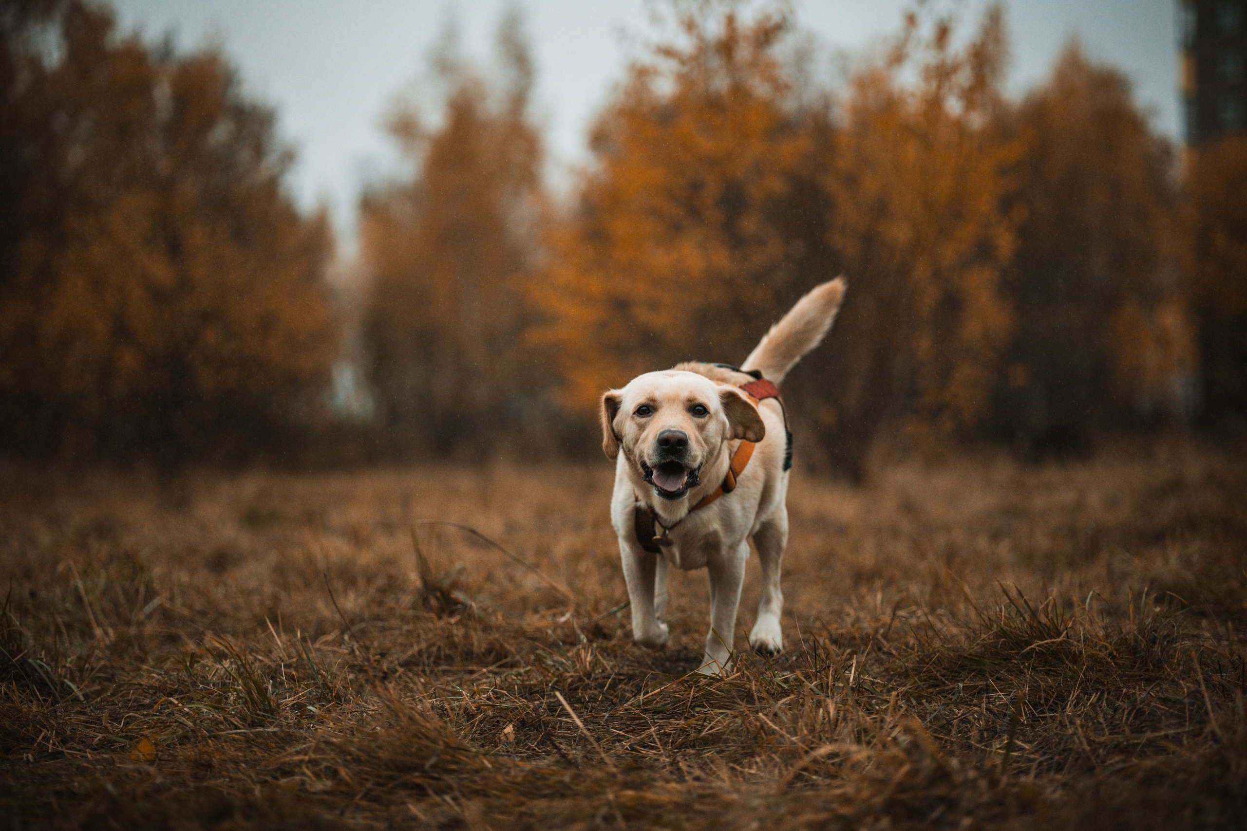 Съемка с собакой. Анастасия Белаш