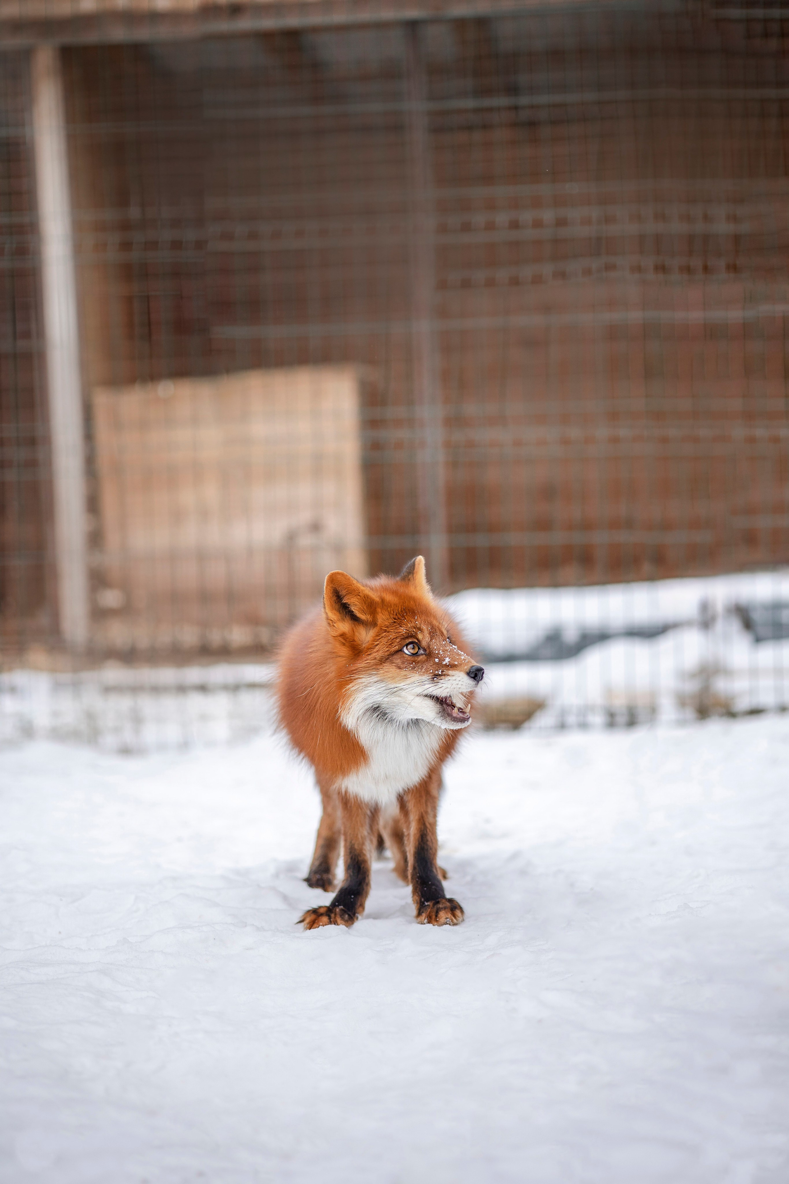 Съемка с лисами. Анастасия Белаш
