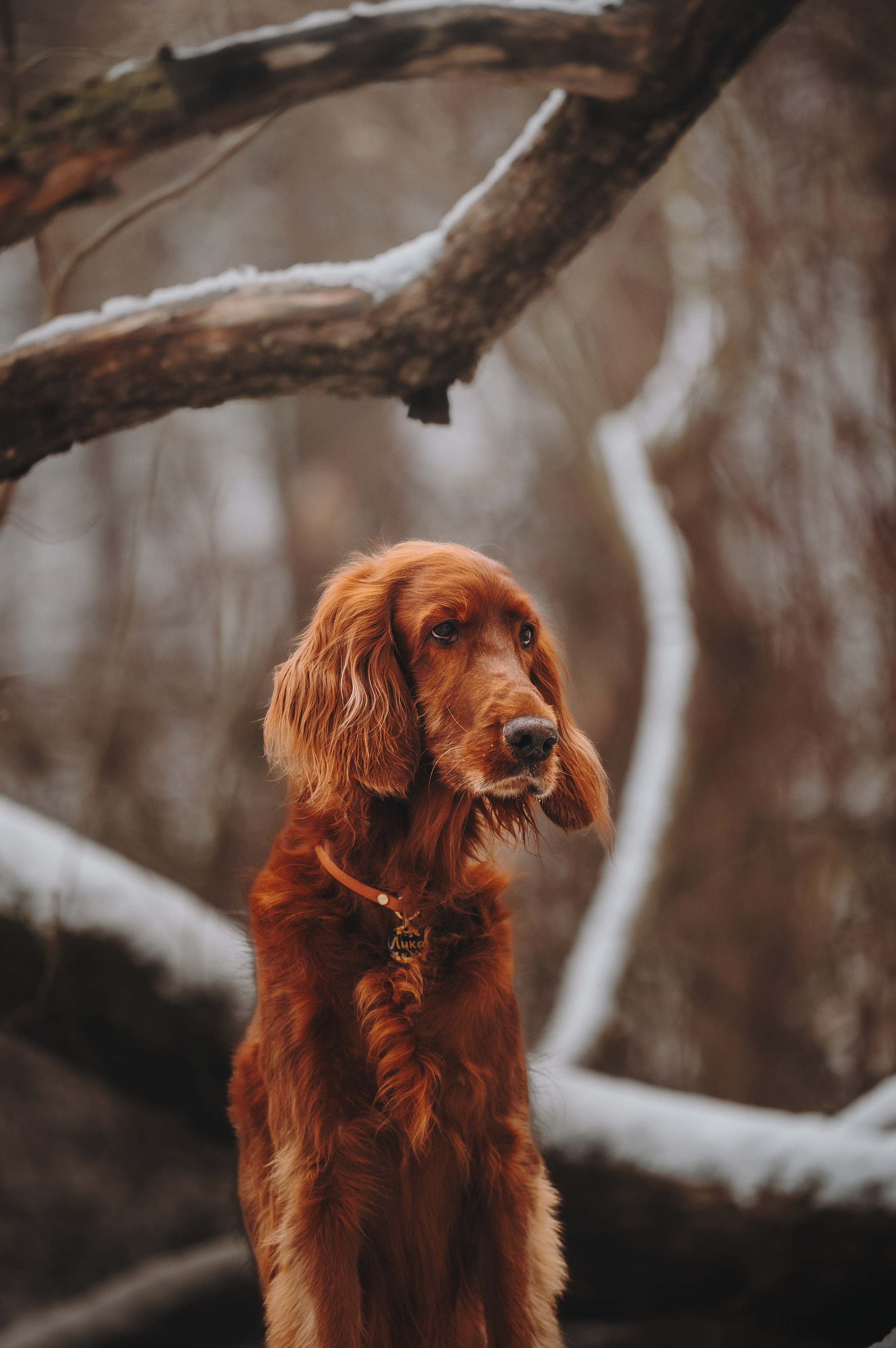 Маша и Лика. Семейный фотограф анималист Ананьева Мария — Москва