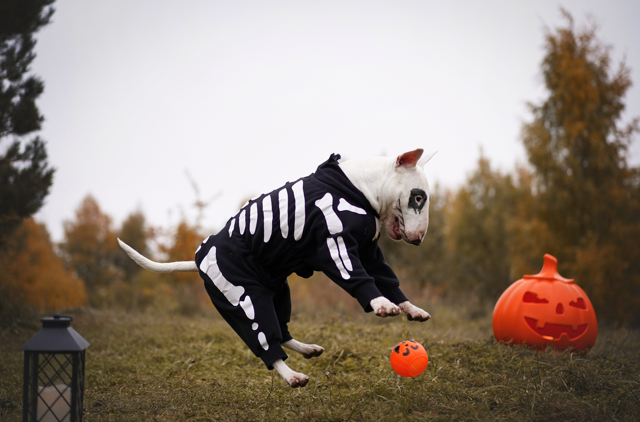 Настя Рома и Сахар Хелоуин. Фотограф-анималист в Санкт-Петербурге Яна Мартынова