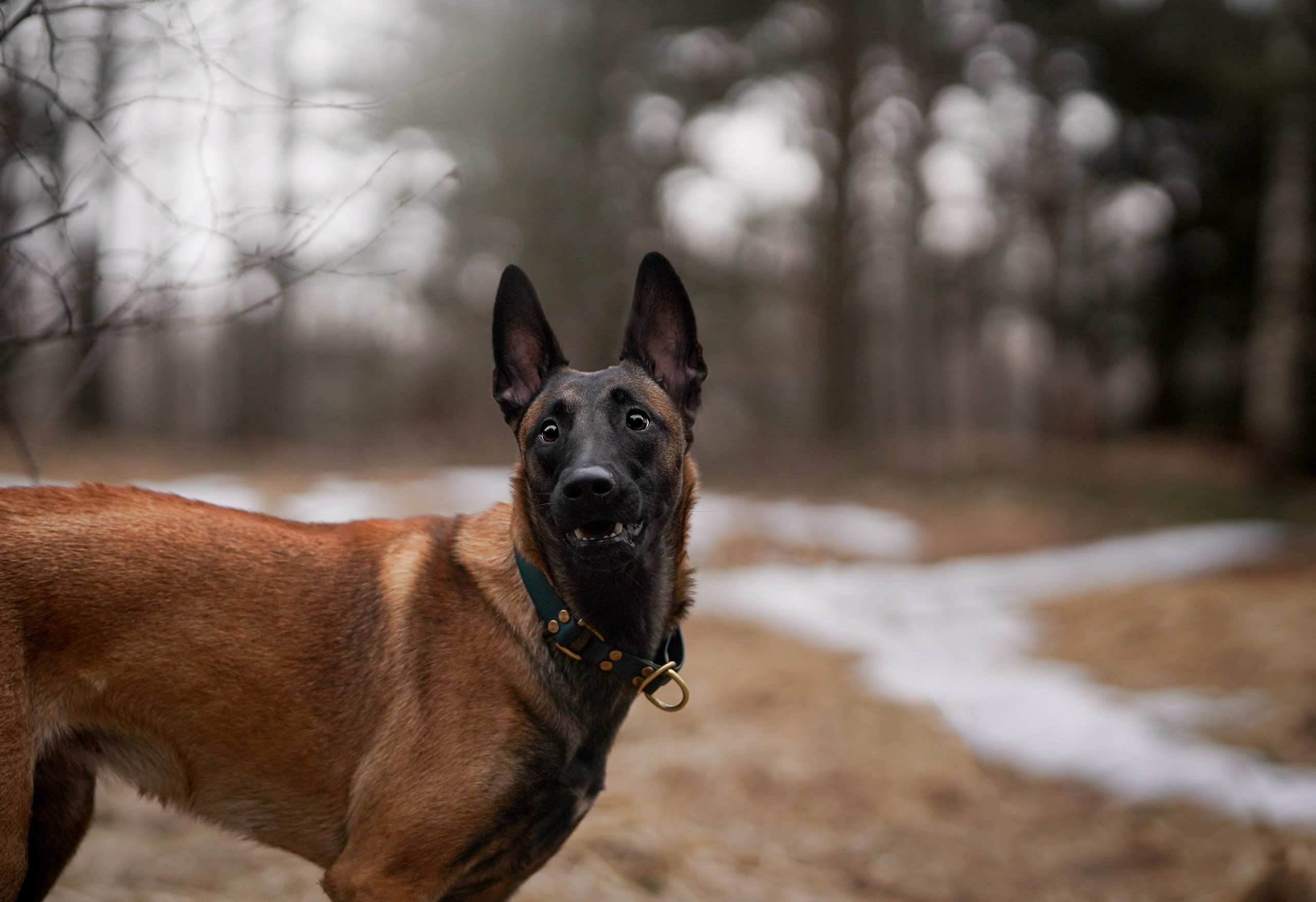 Панда и Эста. Фотограф-анималист в Санкт-Петербурге Яна Мартынова