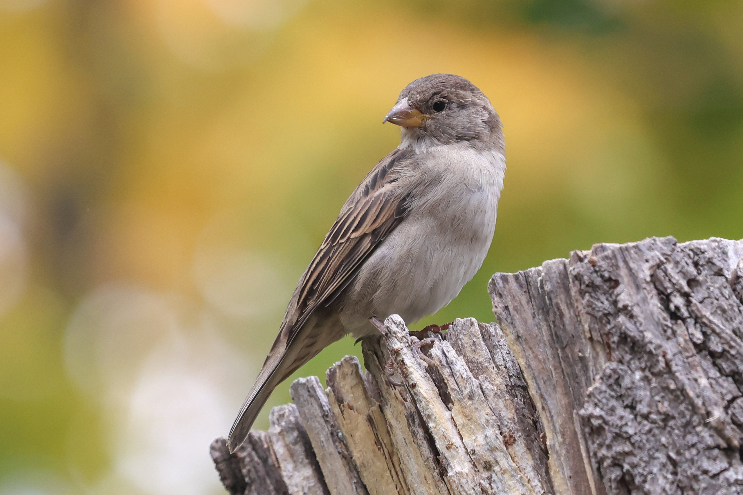 В мире животных. Фотограф Дмитрий Алексеев