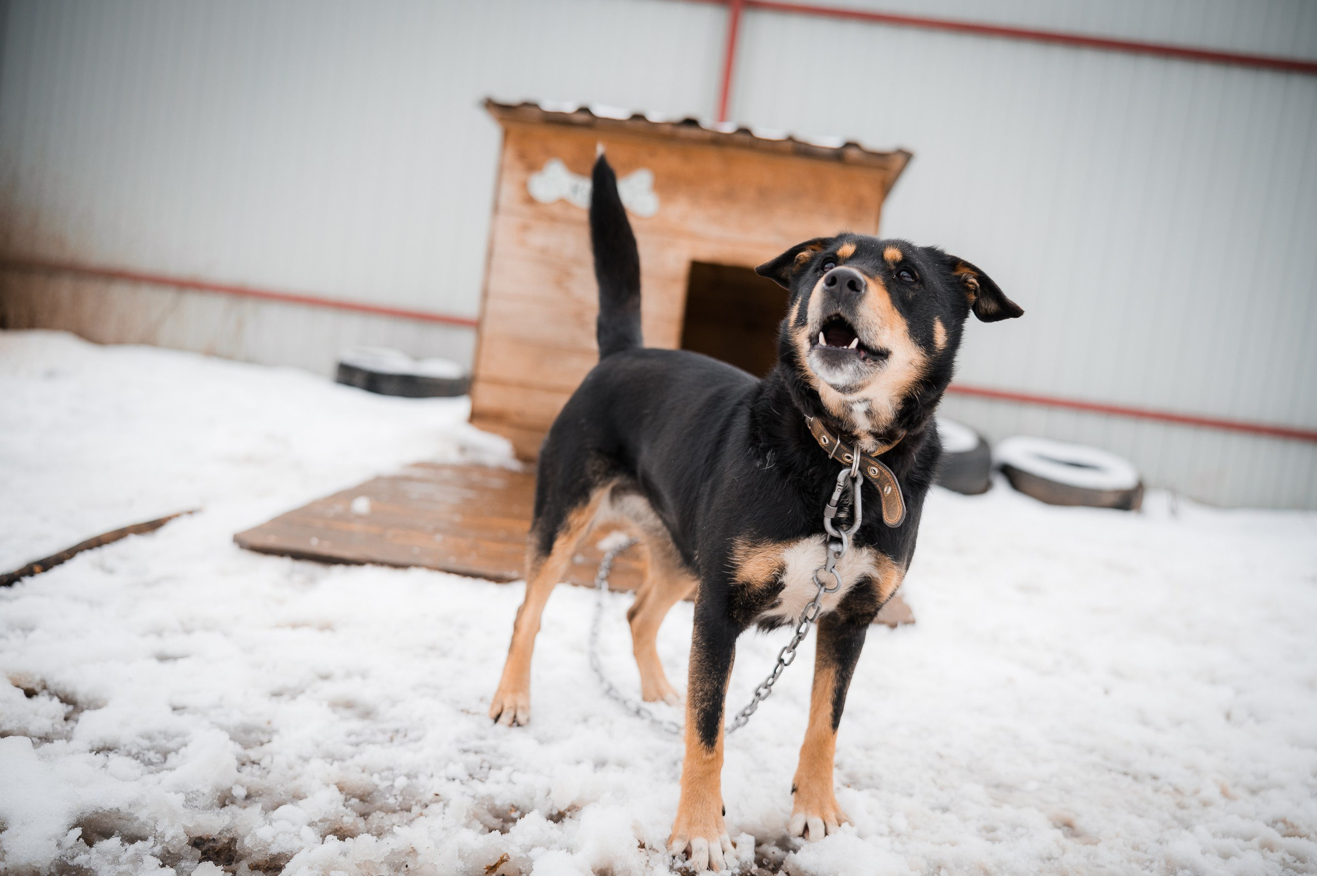 Кира. Улыбка собаки — спасение и пристройство бездомных собак