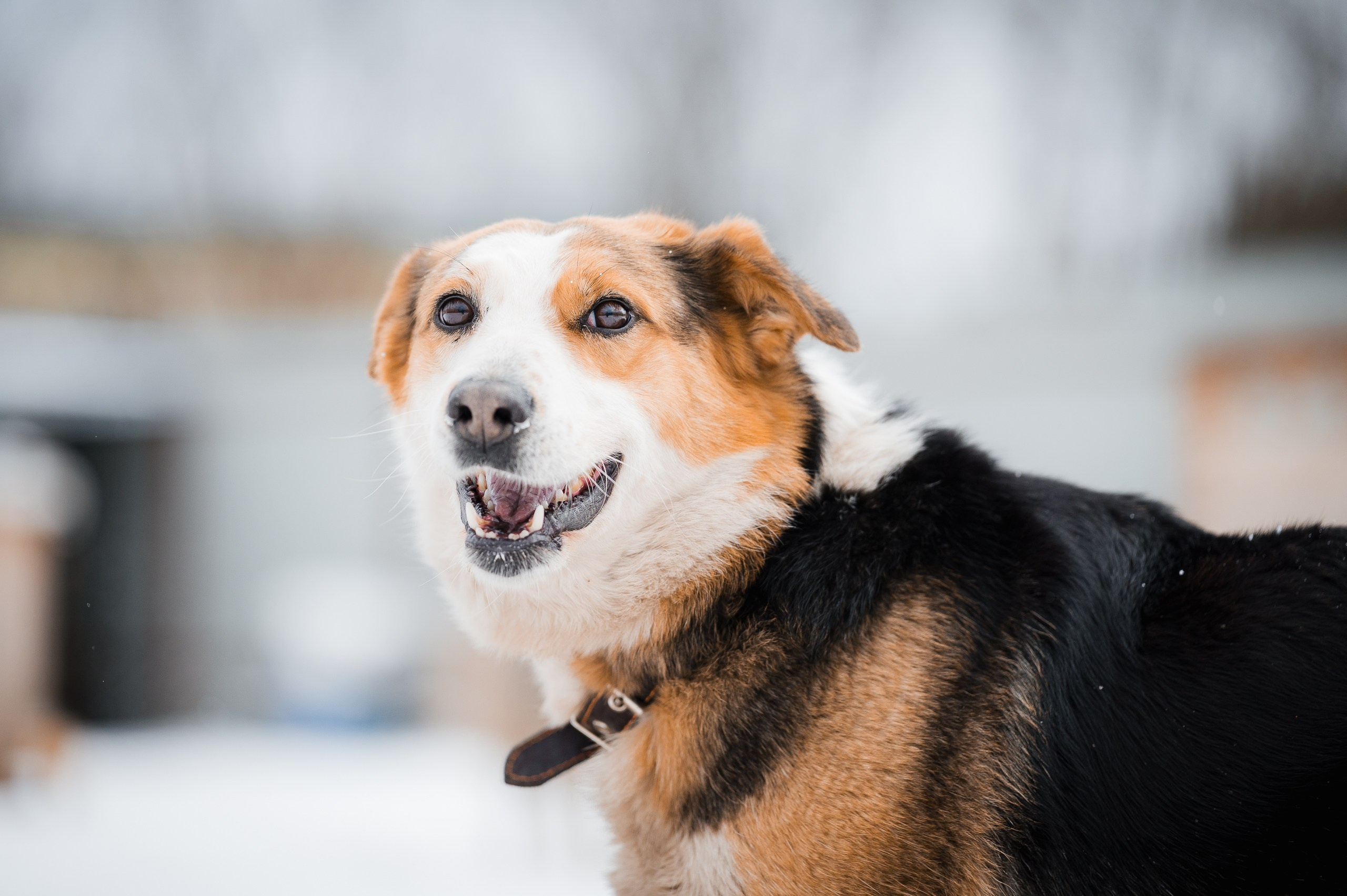 Лора. Улыбка собаки — спасение и пристройство бездомных собак