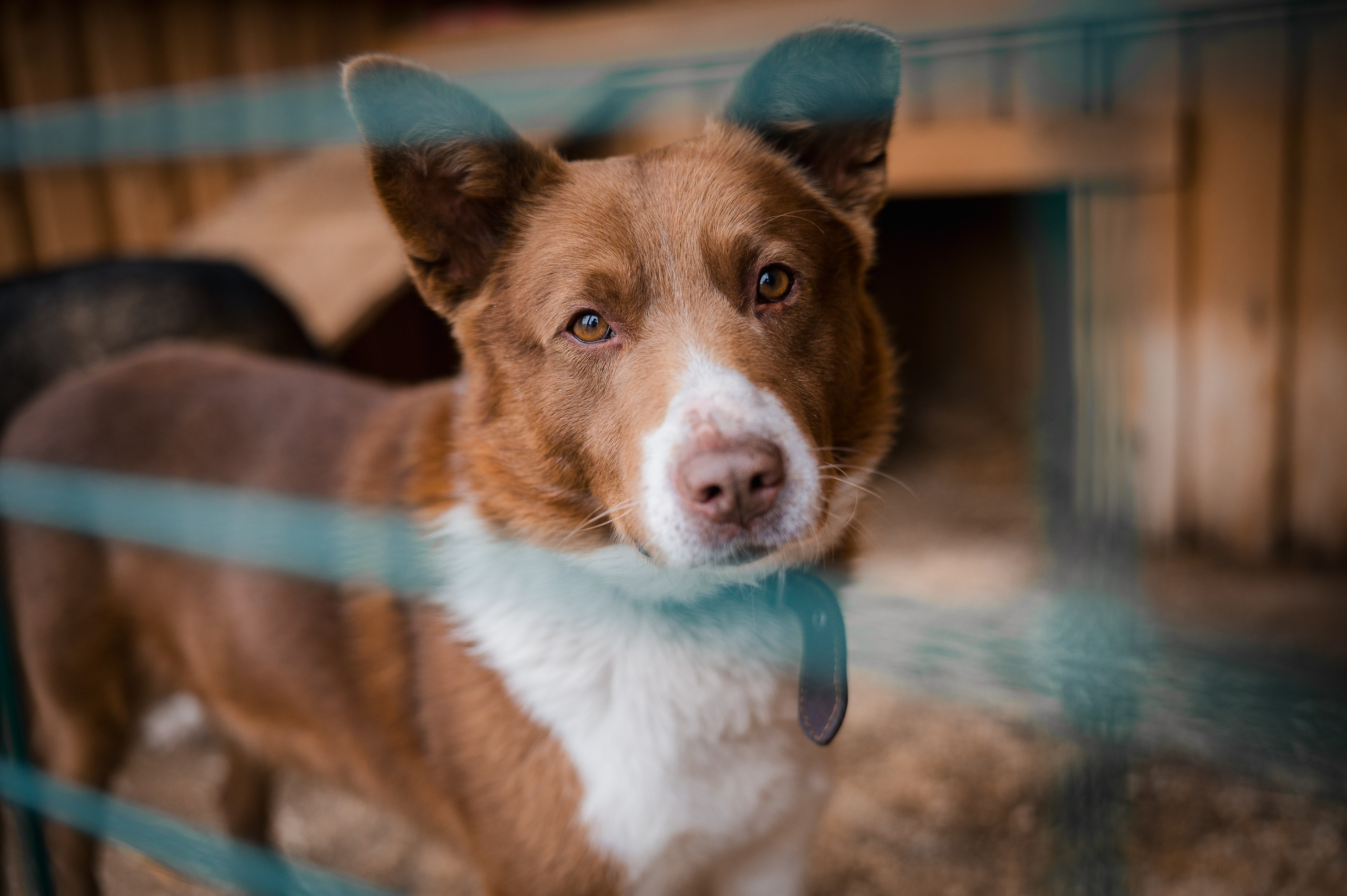 Шони. Улыбка собаки — спасение и пристройство бездомных собак