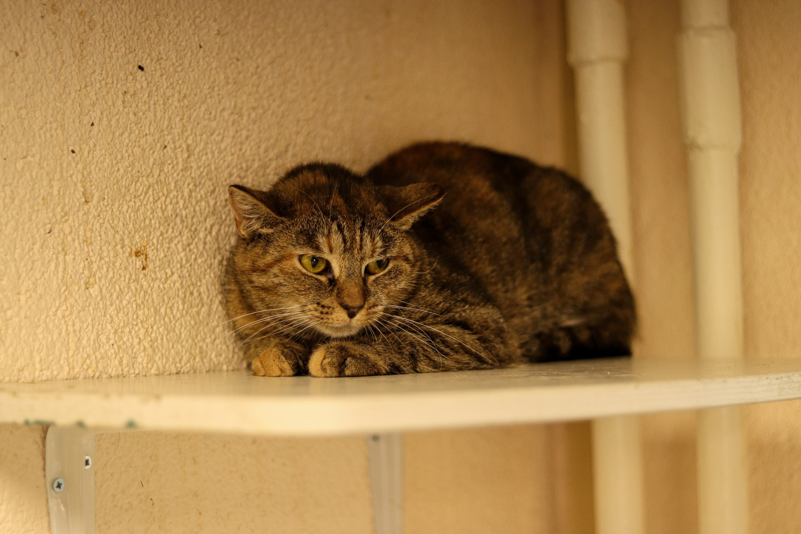 Петербургский дом кота (27 июня 2024). Ивентный фотограф в Санкт-Петербурге Олег Комков