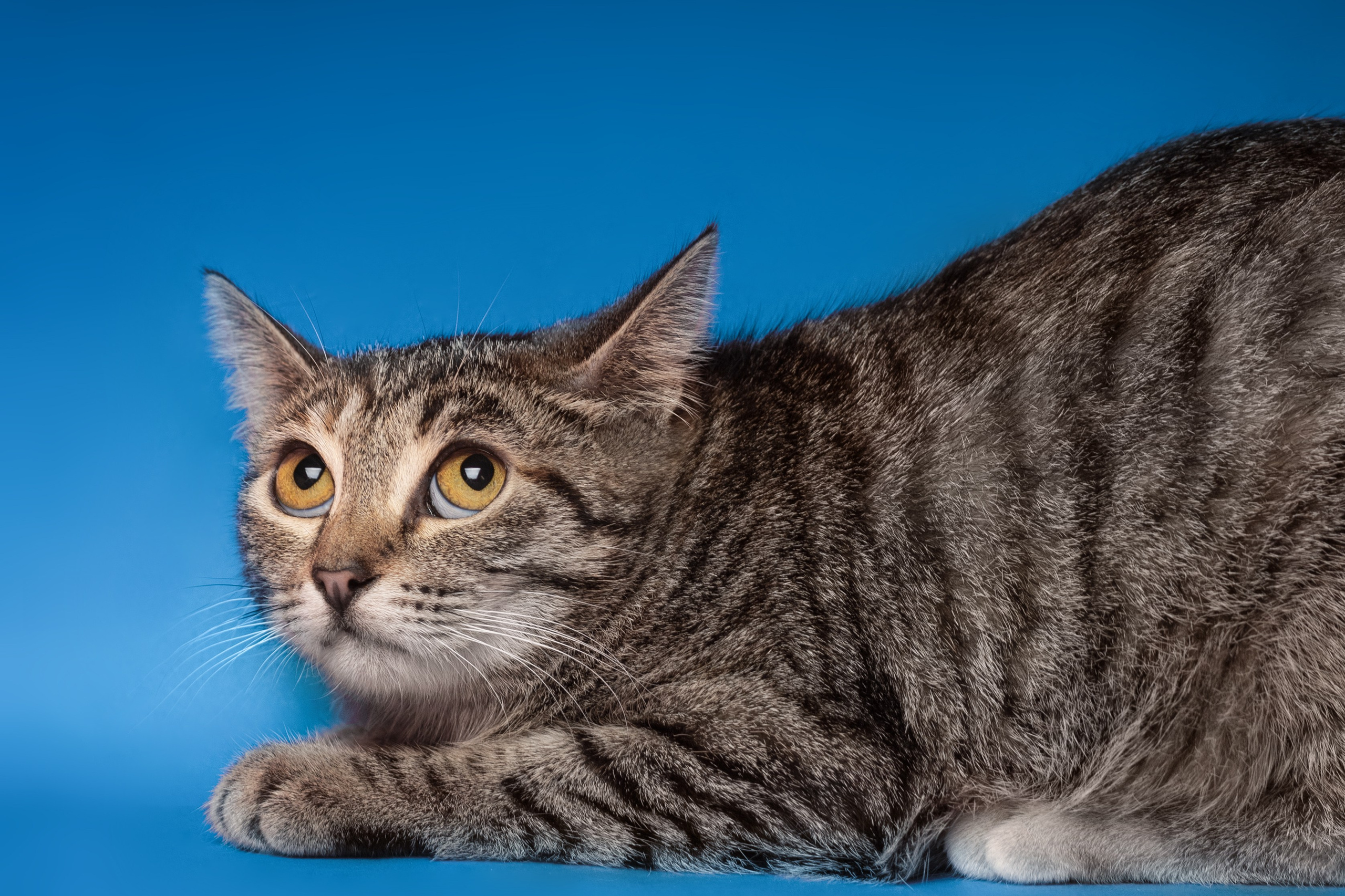 Коты. Фотограф Демид Никитин. г. Дубна, Москва