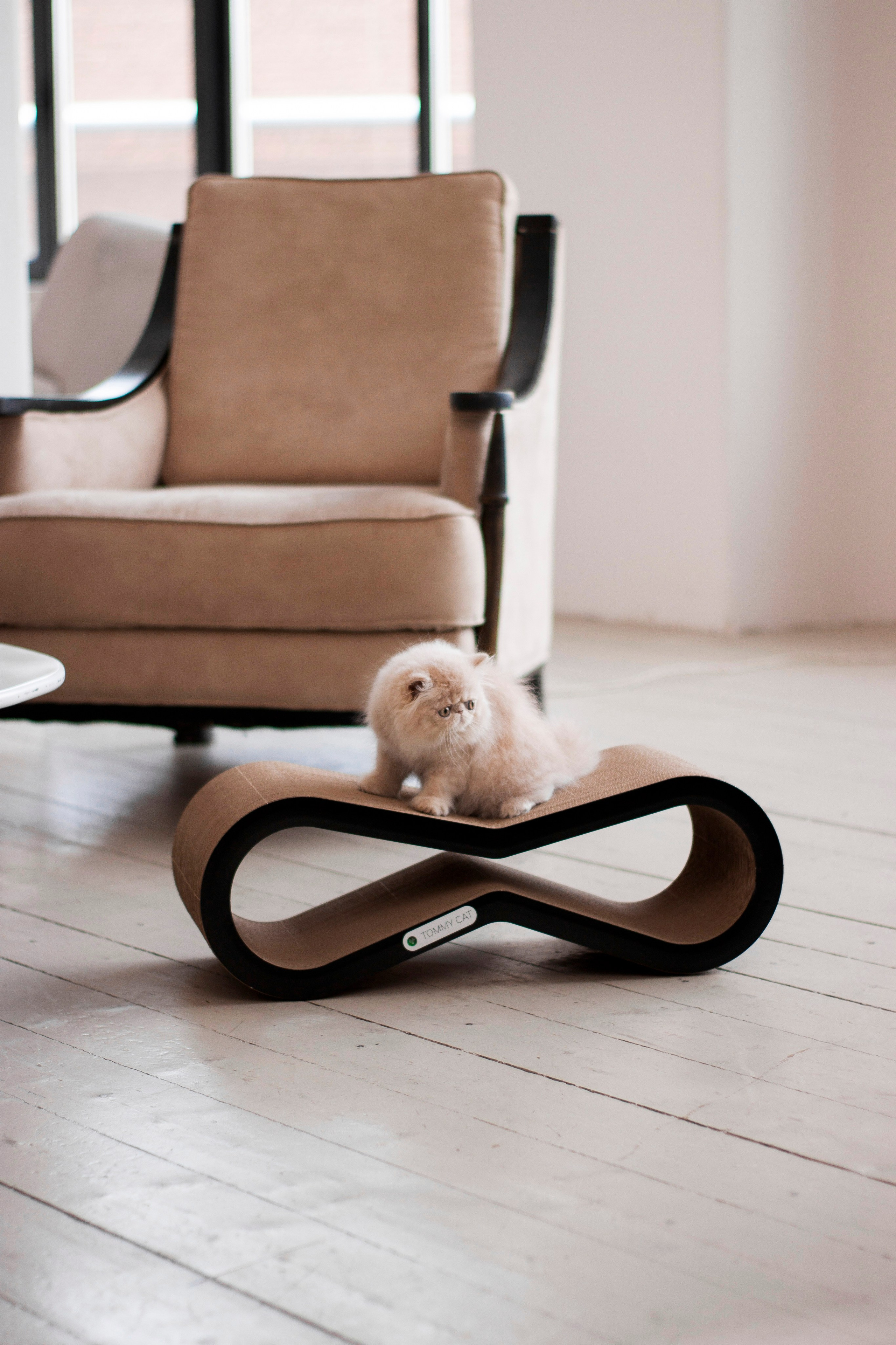 Работа с Tommy cat. Oksan_photo