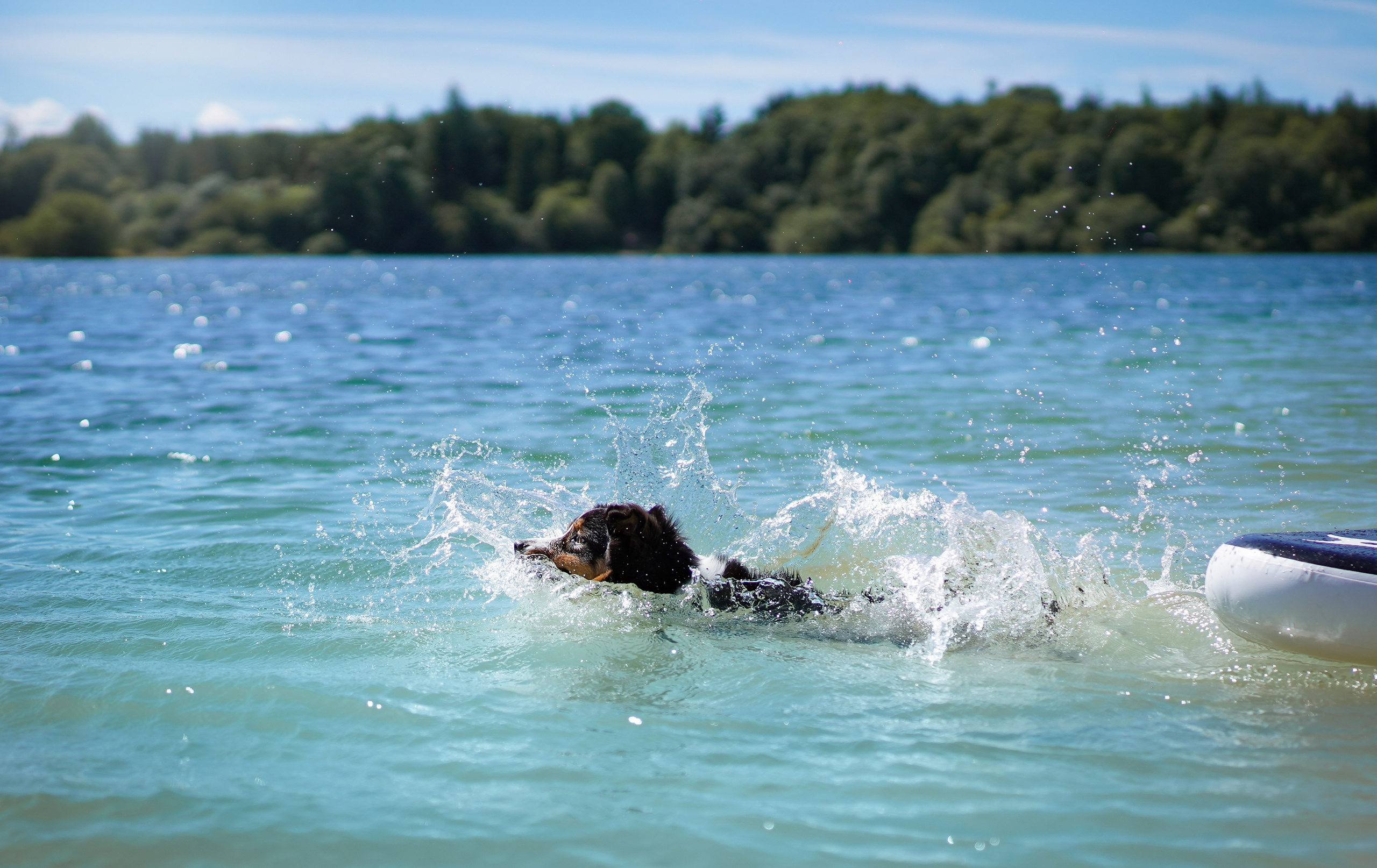 Аусси на карьерах. Фотограф-анималист в Санкт-Петербурге Яна Мартынова