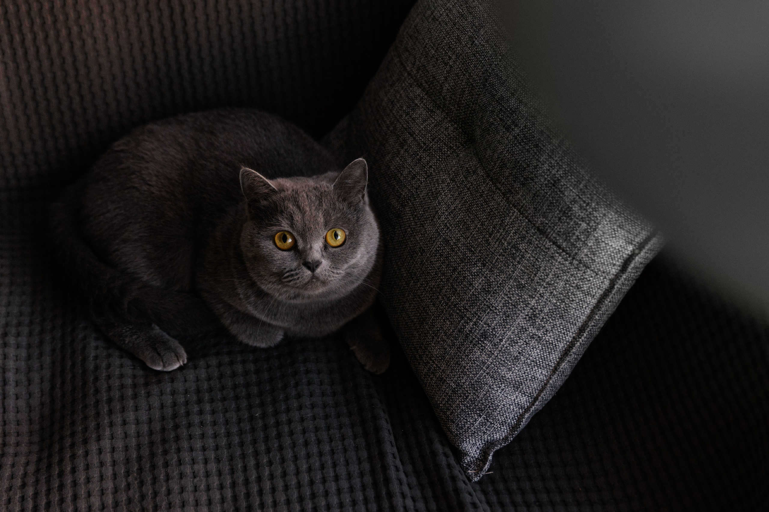 Свадебный фотограф Краснодар. Свадебный фотограф и видеограф Краснодар, Ростов, Сочи, Новороссийск