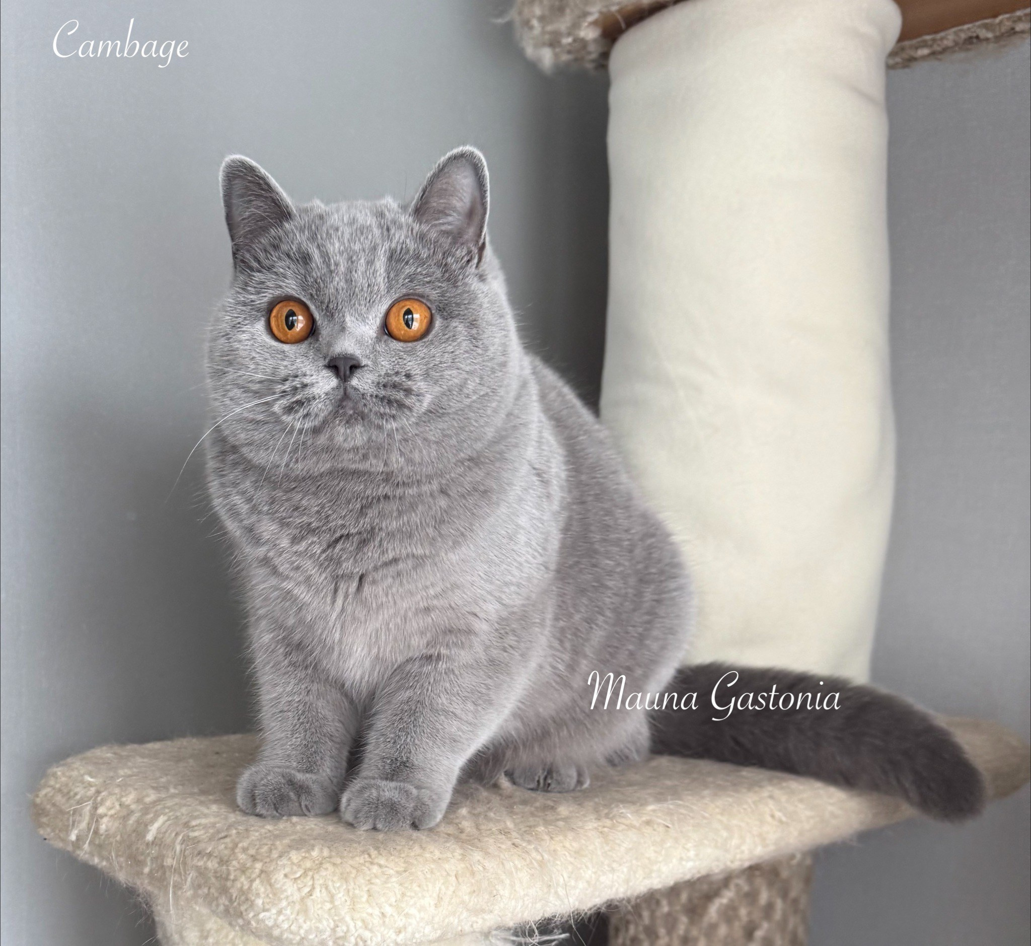 Cambage. Mauna Gastonia