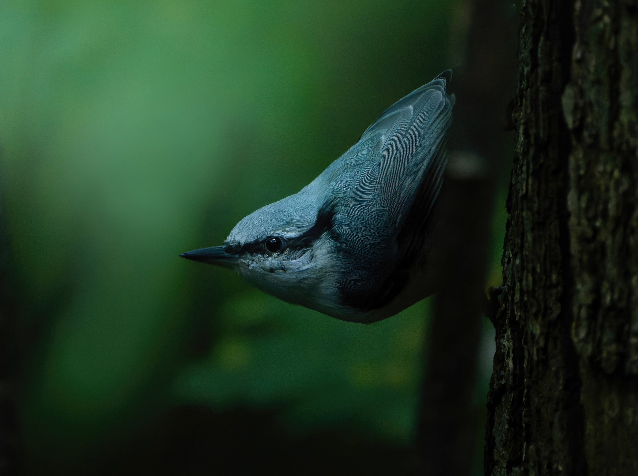 Птицы и животные. Oles Paritskiy