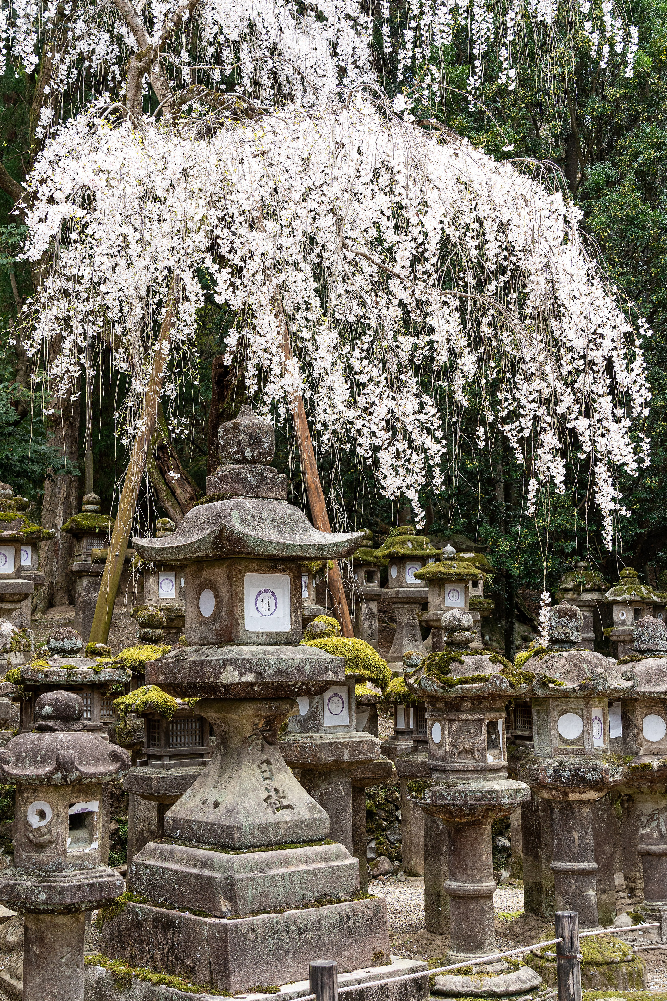 Япония, сакура. Творческие сьемки