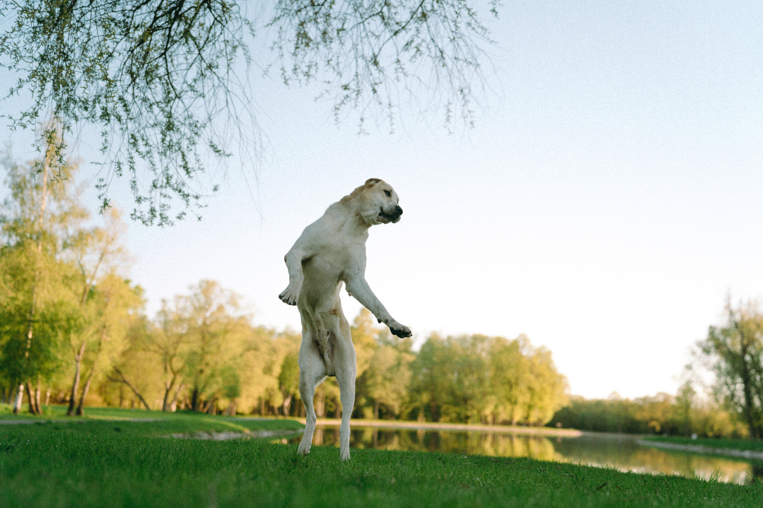 Настя и Рахат. Фотограф анималист в Москве и Санкт-Петербурге Свиридова Анна