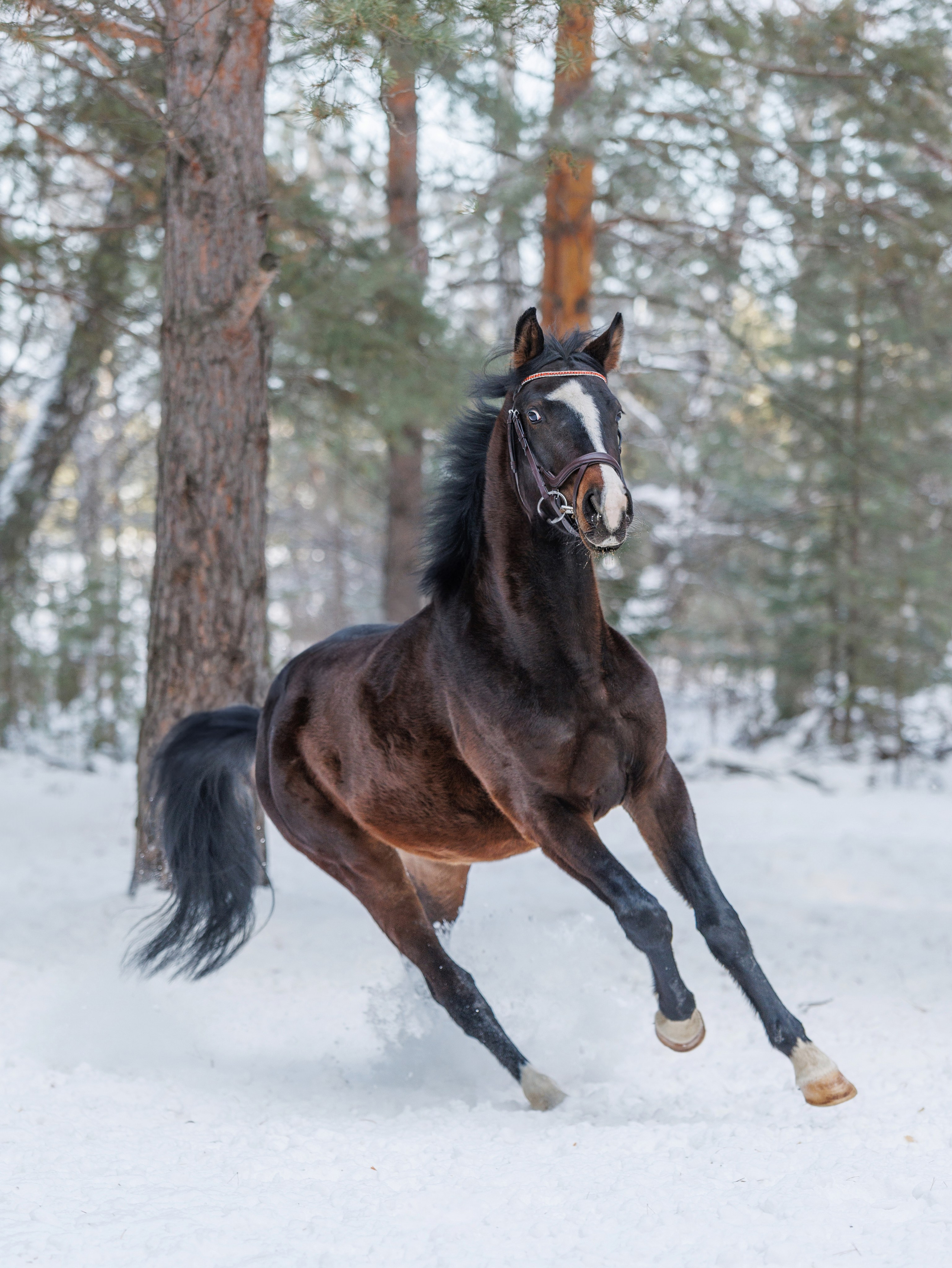 СЪЕМКА ЛОШАДЕЙ. Конный фотограф в Красноярске — Любовь Похабова