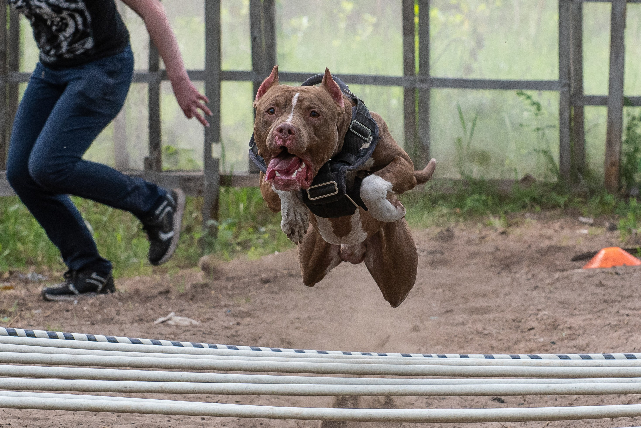 Спортивный фотограф анималист Пит-Стафф многоборье. Фотограф Макс Огурцов в Нижнем Новгороде