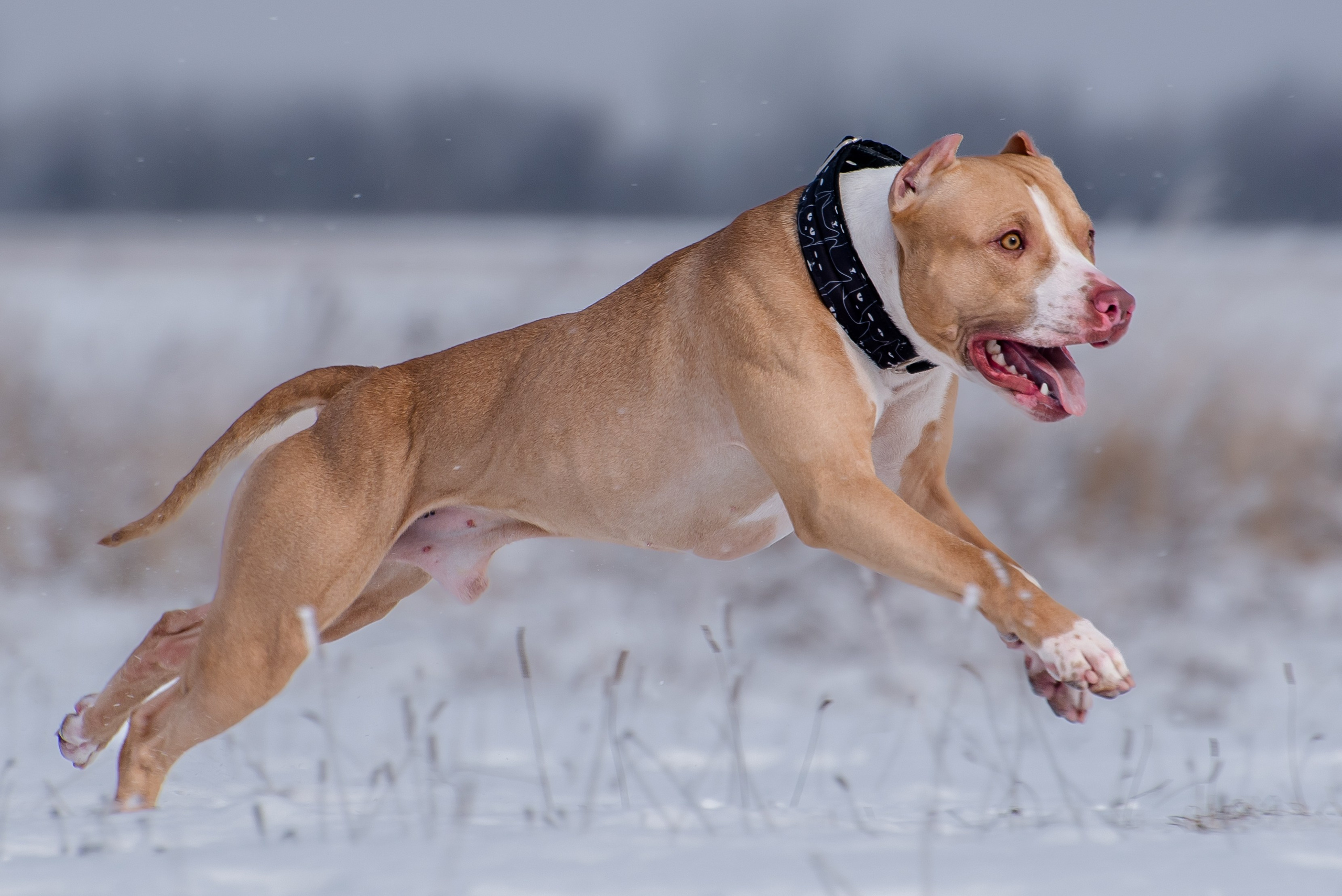Бега за механической приманкой (Курсинг). Фотограф Макс Огурцов в Нижнем Новгороде