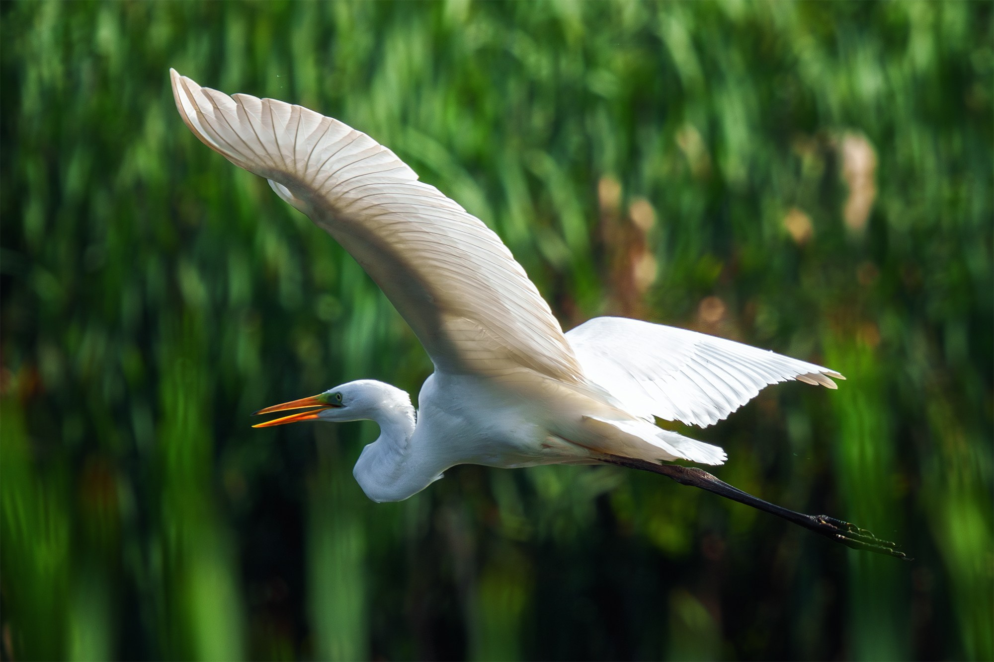 Удивительные мир птиц. Вокруг нас столько прекрасного — присмотритесь!. Ваш личный фотограф Марина Волкова