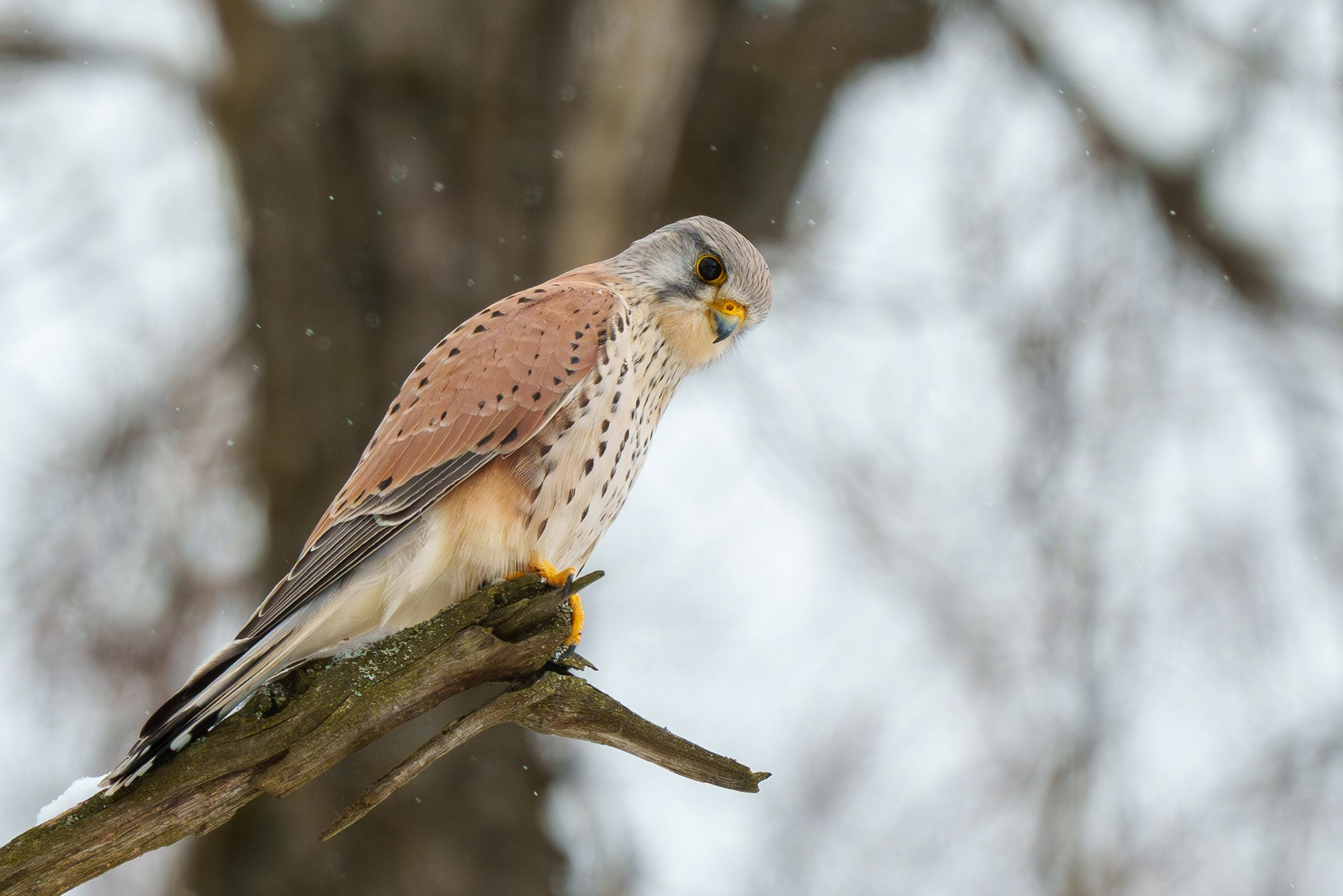 Удивительные мир птиц. Вокруг нас столько прекрасного — присмотритесь!. Ваш личный фотограф Марина Волкова