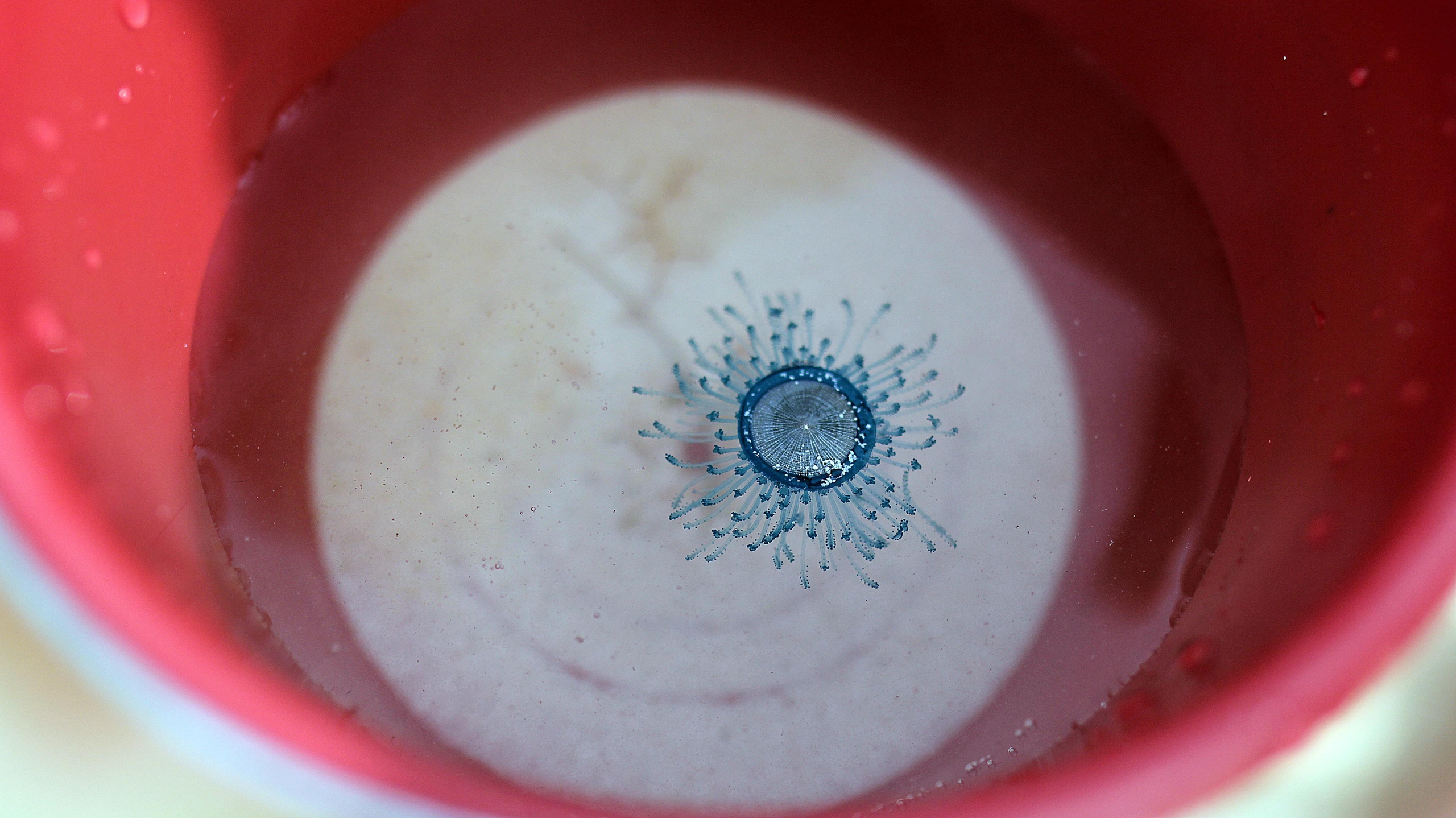 Mexico. Детский и семейный фотограф Малых Ольга г. Салехард