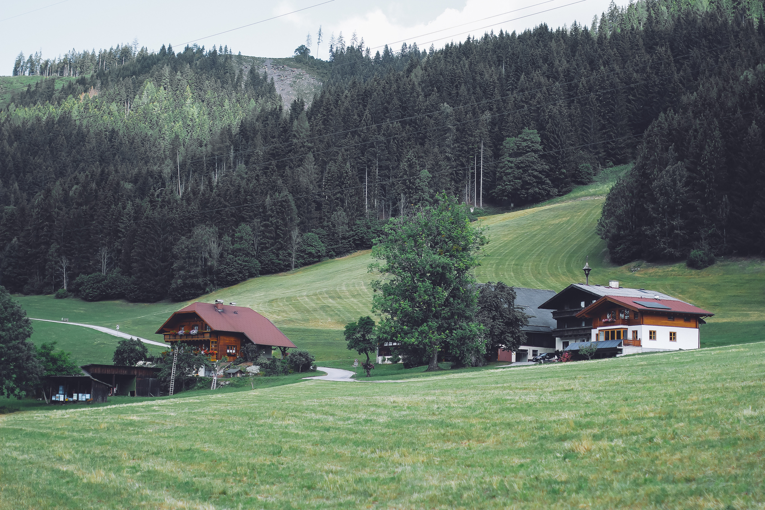 «Белое золото» альпийских гор. Детский и семейный фотограф Малых Ольга г. Салехард