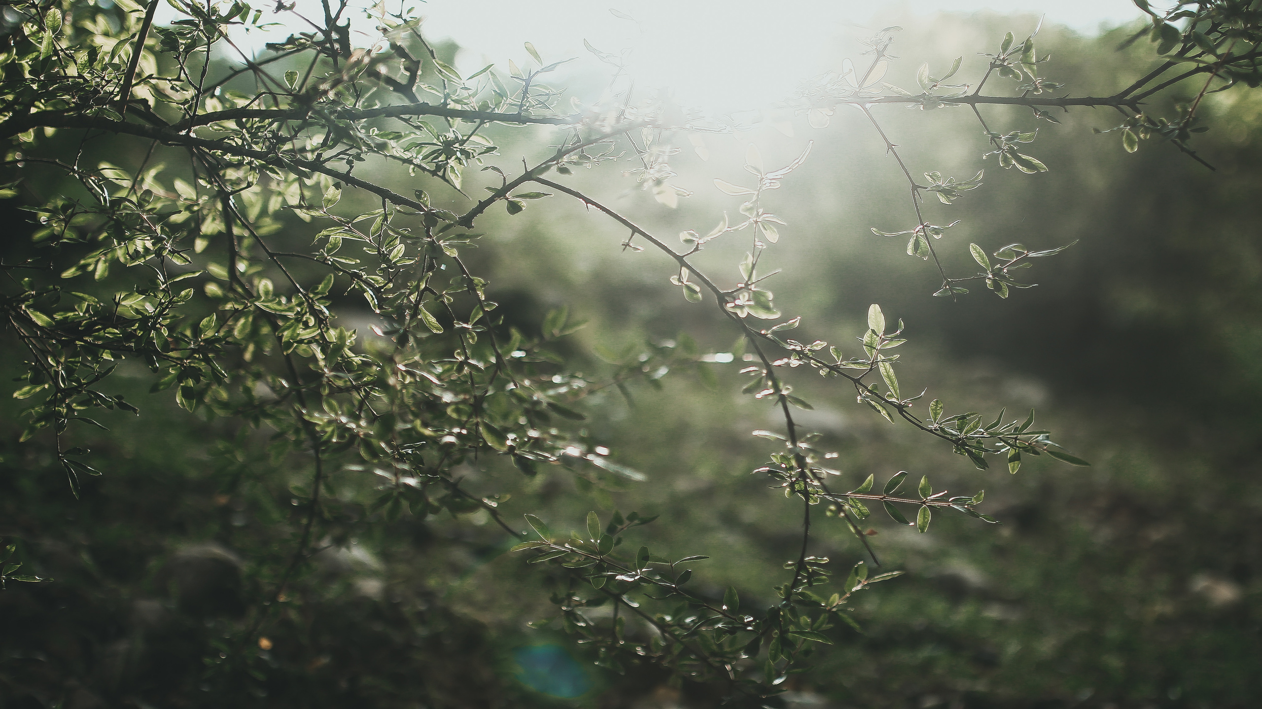 Гамарджоба генацвале. Детский и семейный фотограф Малых Ольга г. Салехард