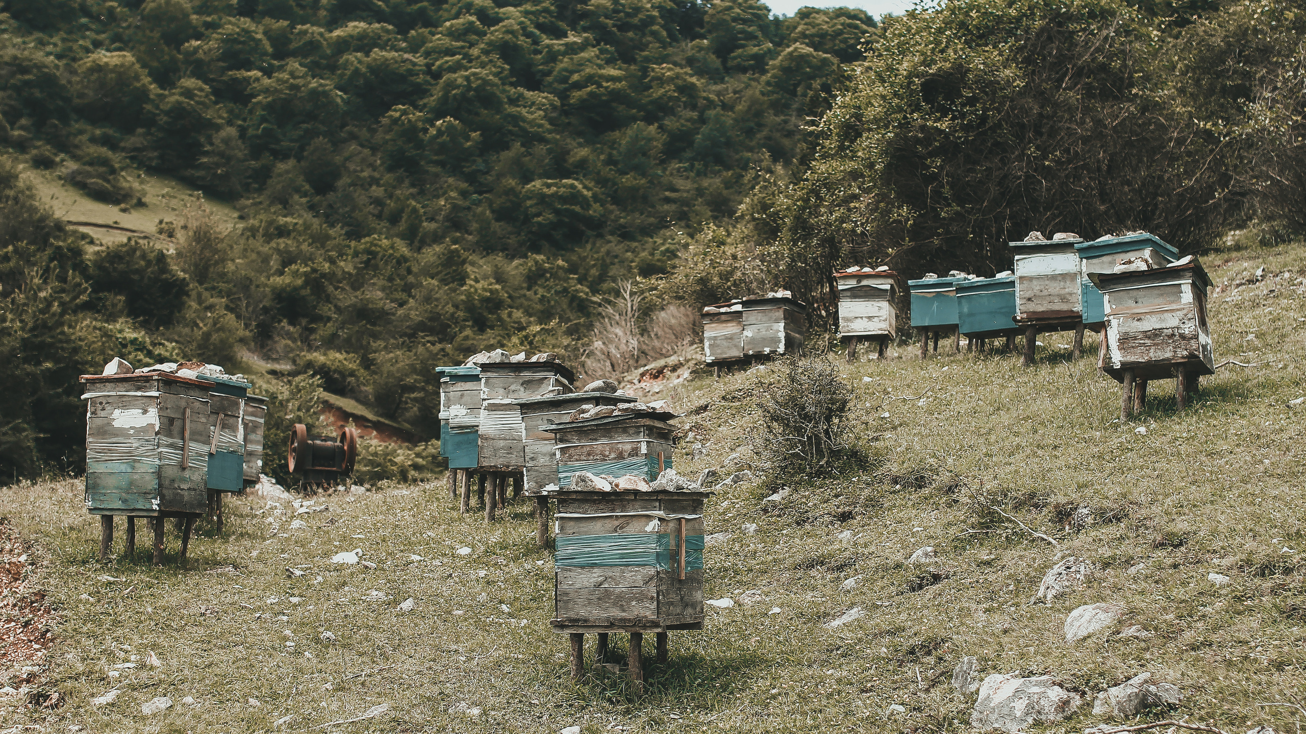 Гамарджоба генацвале. Детский и семейный фотограф Малых Ольга г. Салехард