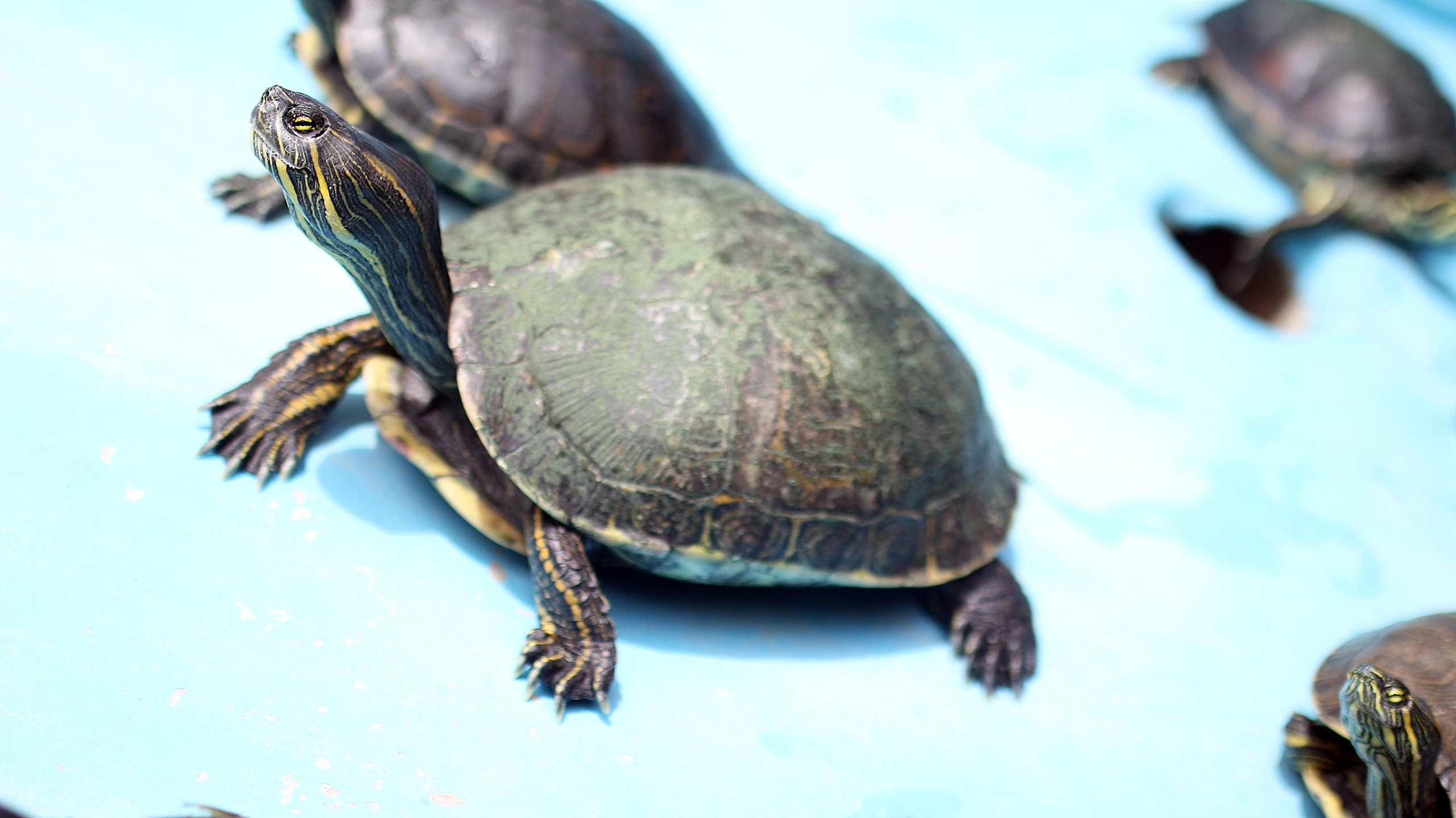 Mexico. Детский и семейный фотограф Малых Ольга г. Салехард