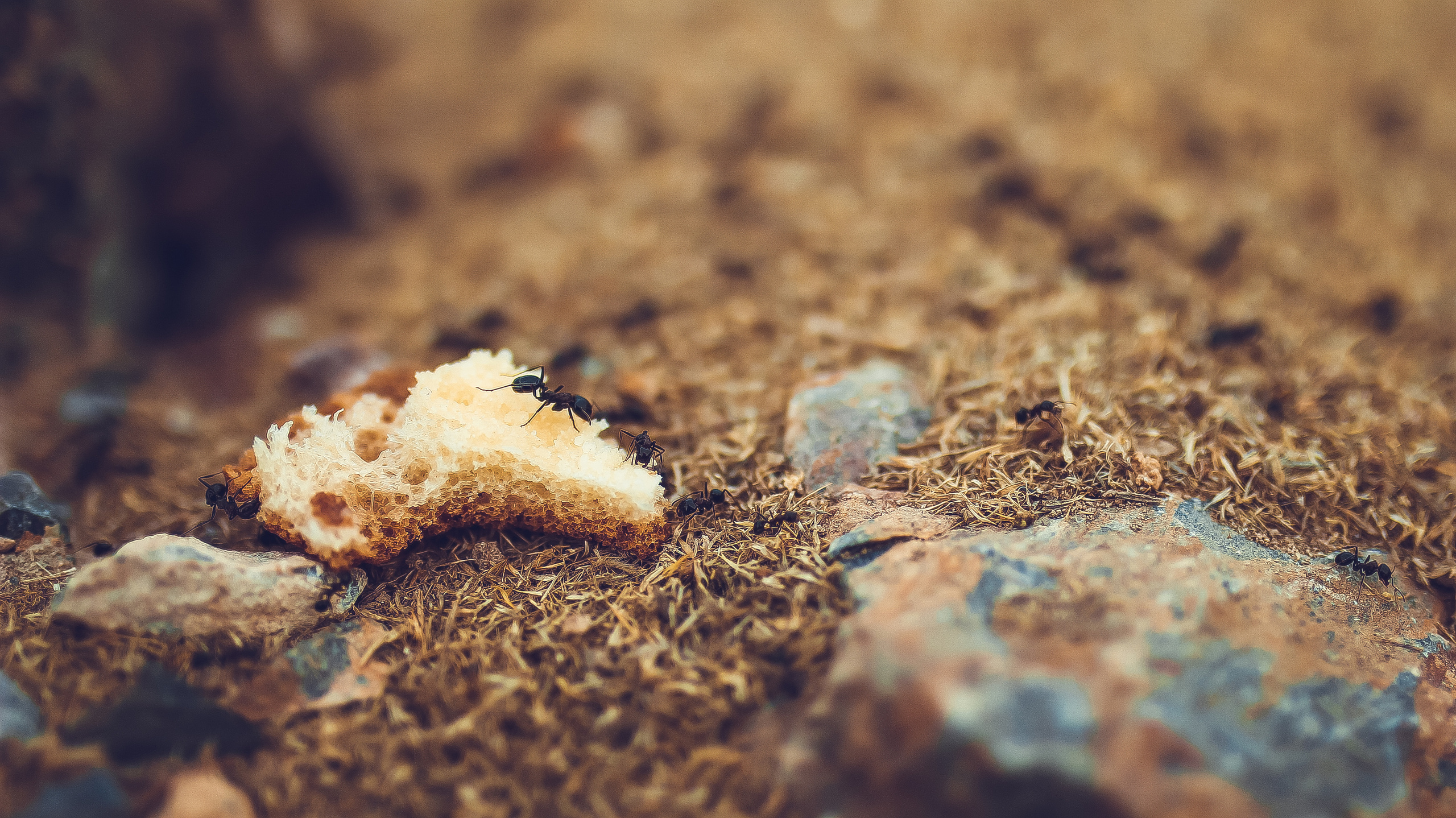 Армения. Детский и семейный фотограф Малых Ольга г. Салехард