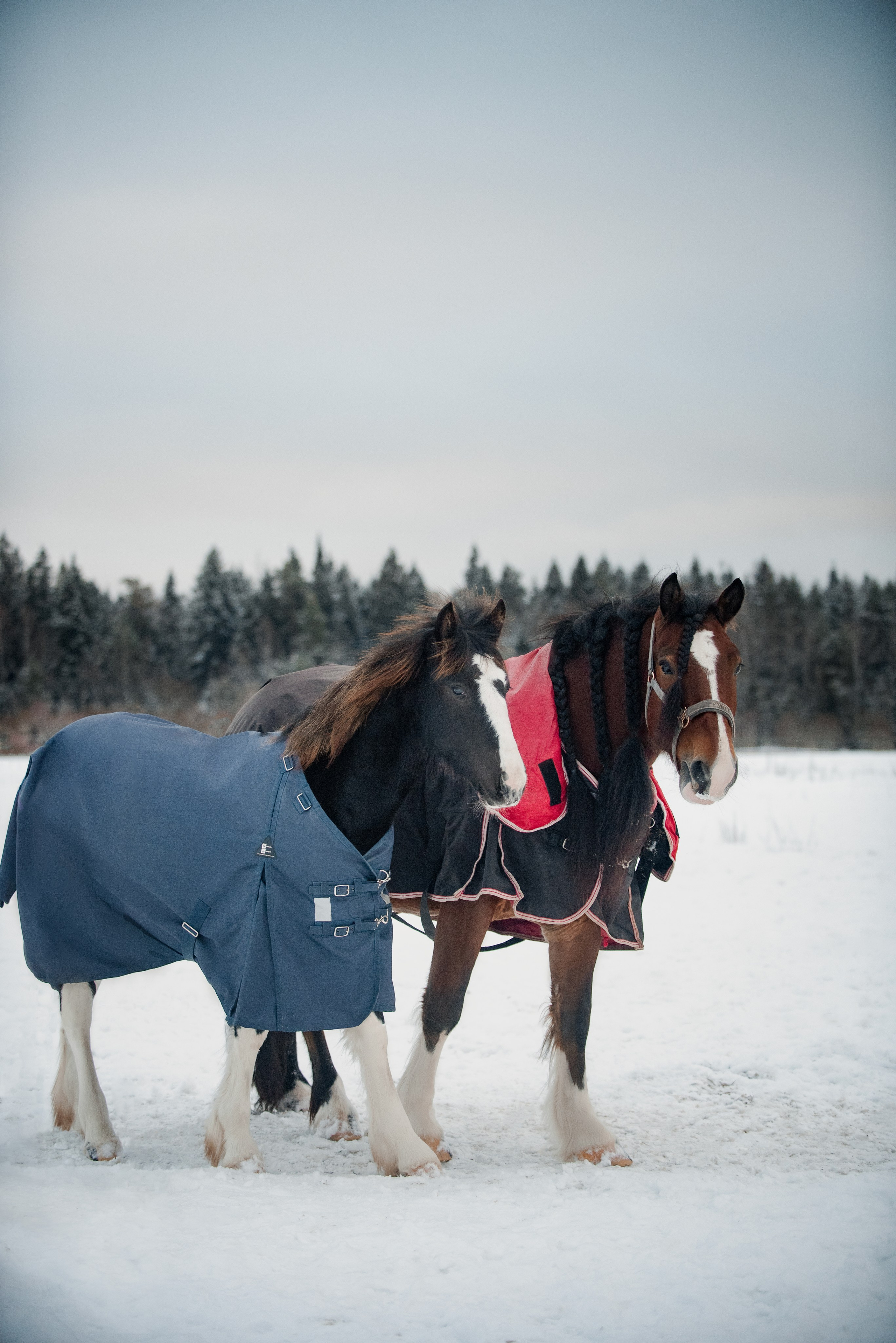Зимний Настасьин табун. Куракина Дарья • Конный фотограф