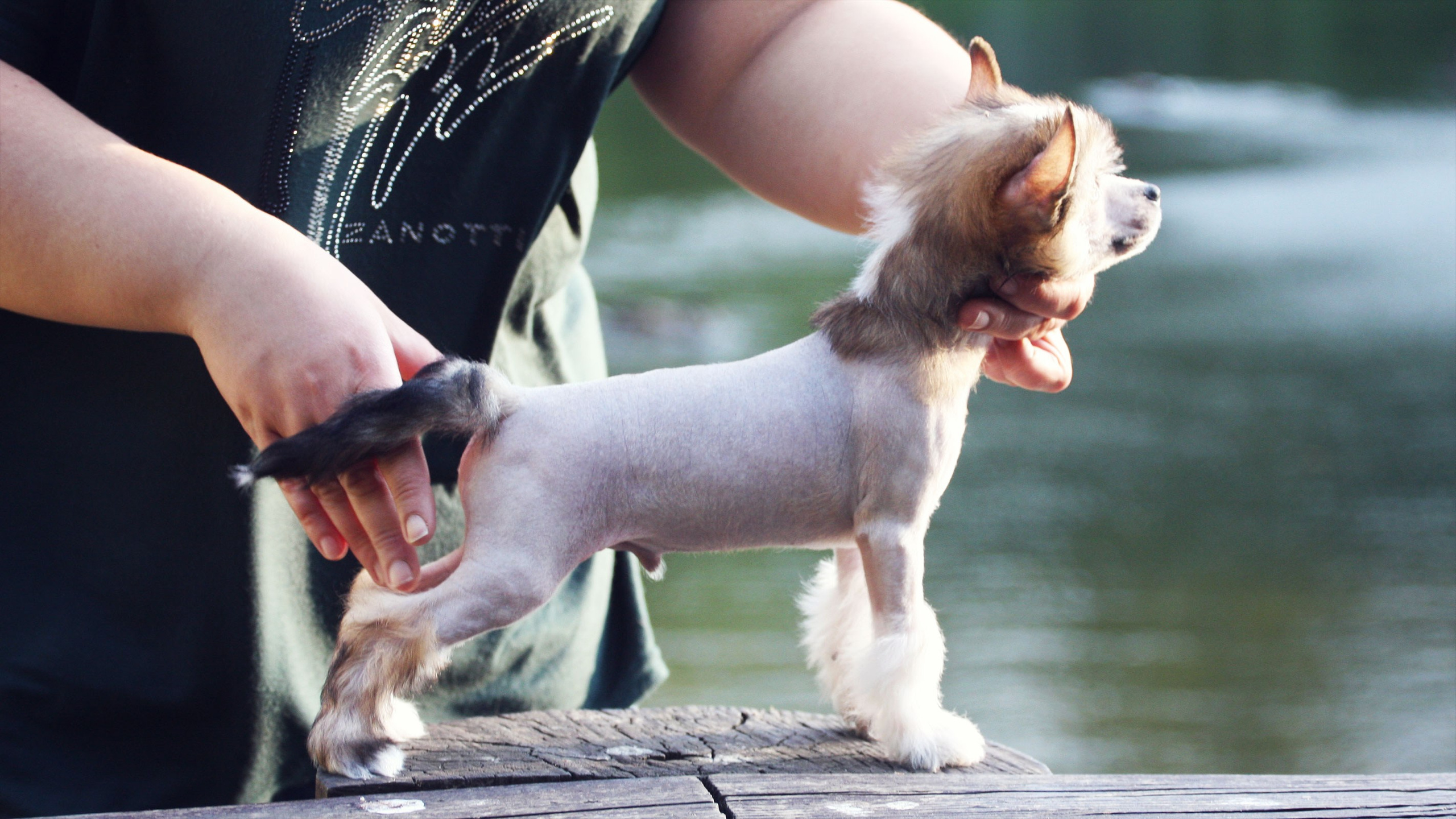 Litter C. Chinese Crested Dog Kennel Poale Ell