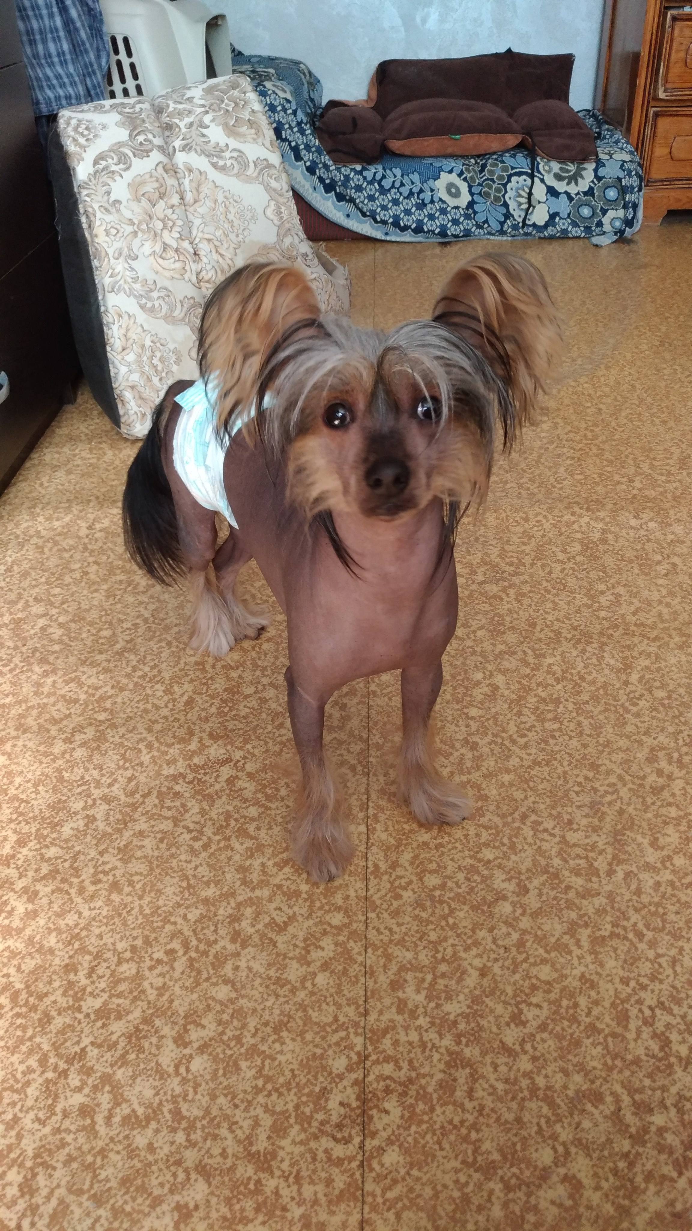 Адамусик милый малыш. Питомник китайских хохлатых собак Poale Ell: купить щенка в питомнике