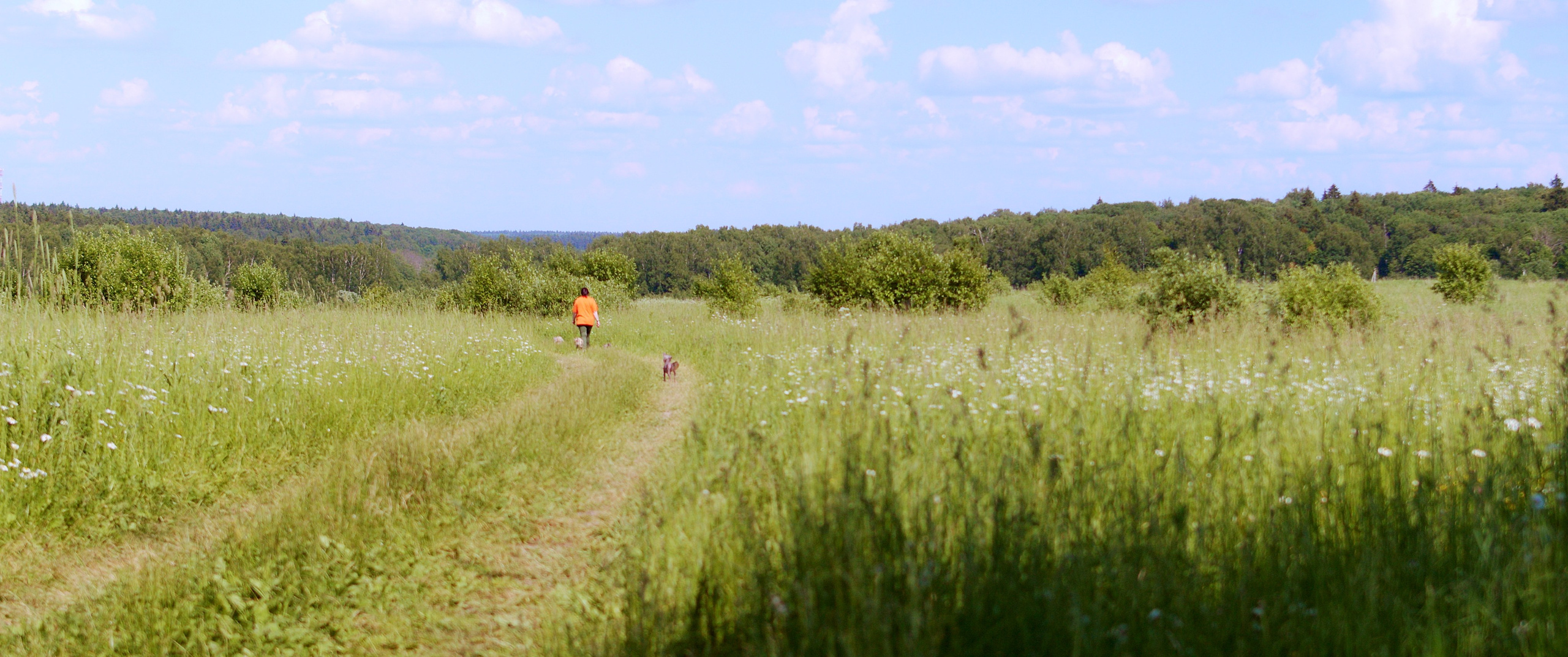 Footage from the interview. Poale Ell Chinese Crested Dog Kennel: Buy a puppy from the kennel