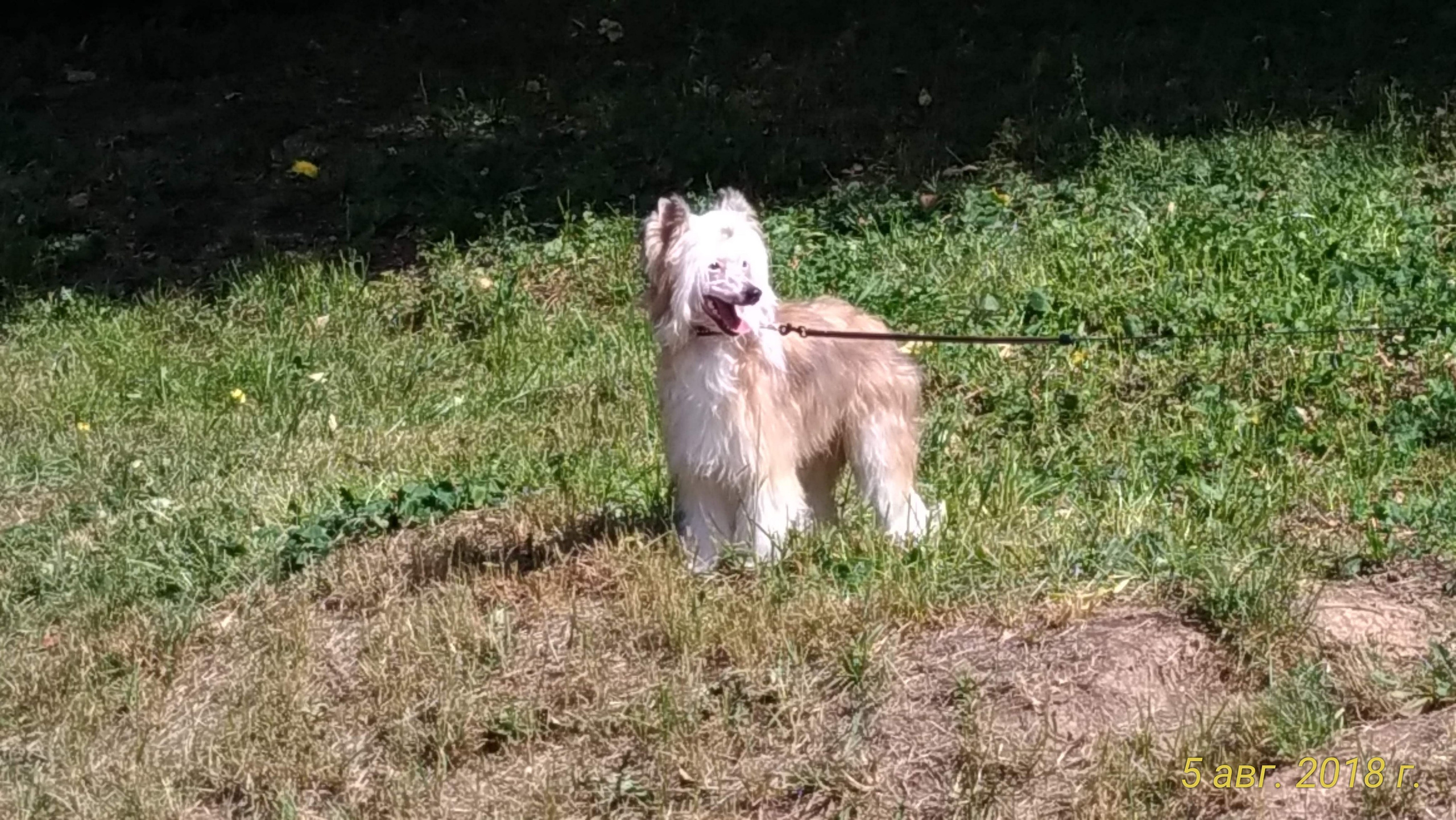 Barthelamew is leaving. Poale Ell Chinese Crested Dog Kennel: Buy a puppy from the kennel