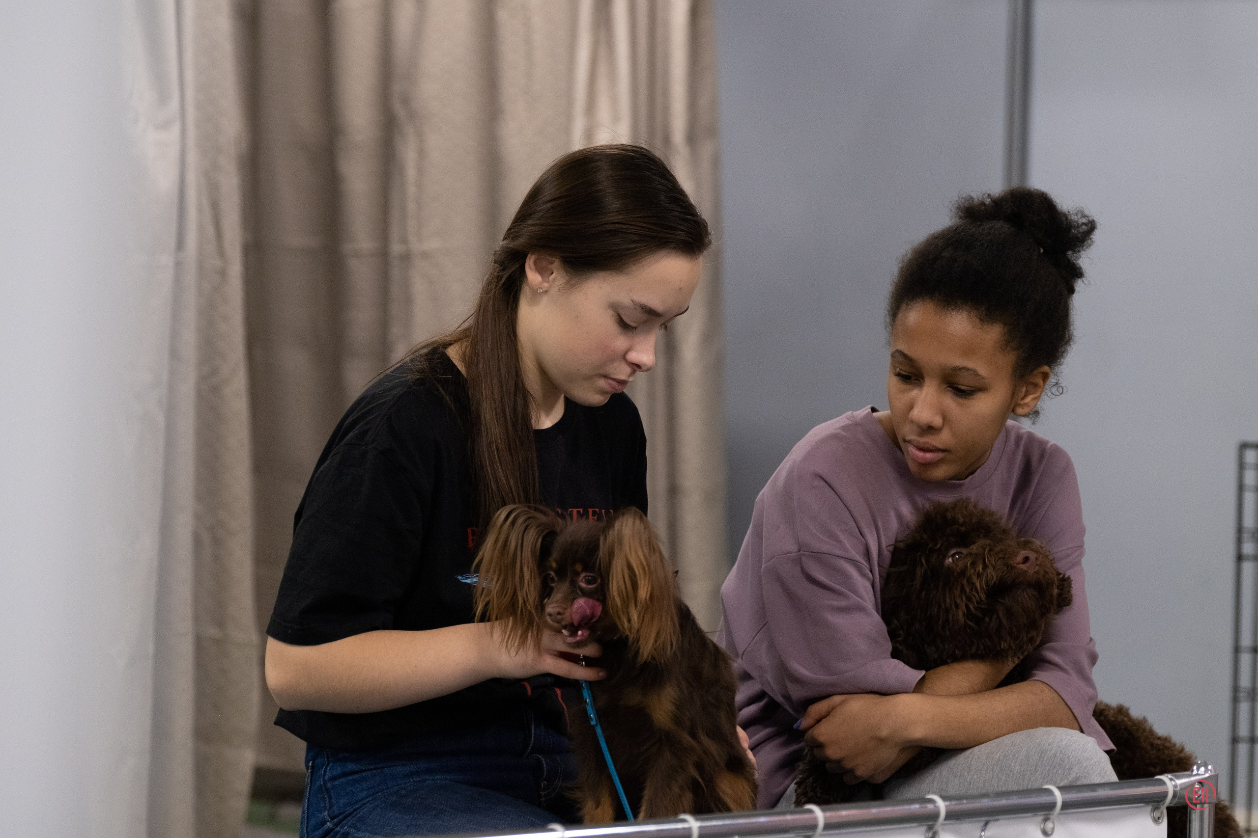 Праздник породы «Яркий мир китайских хохлатых собак». Питомник китайских хохлатых собак Poale Ell: купить щенка