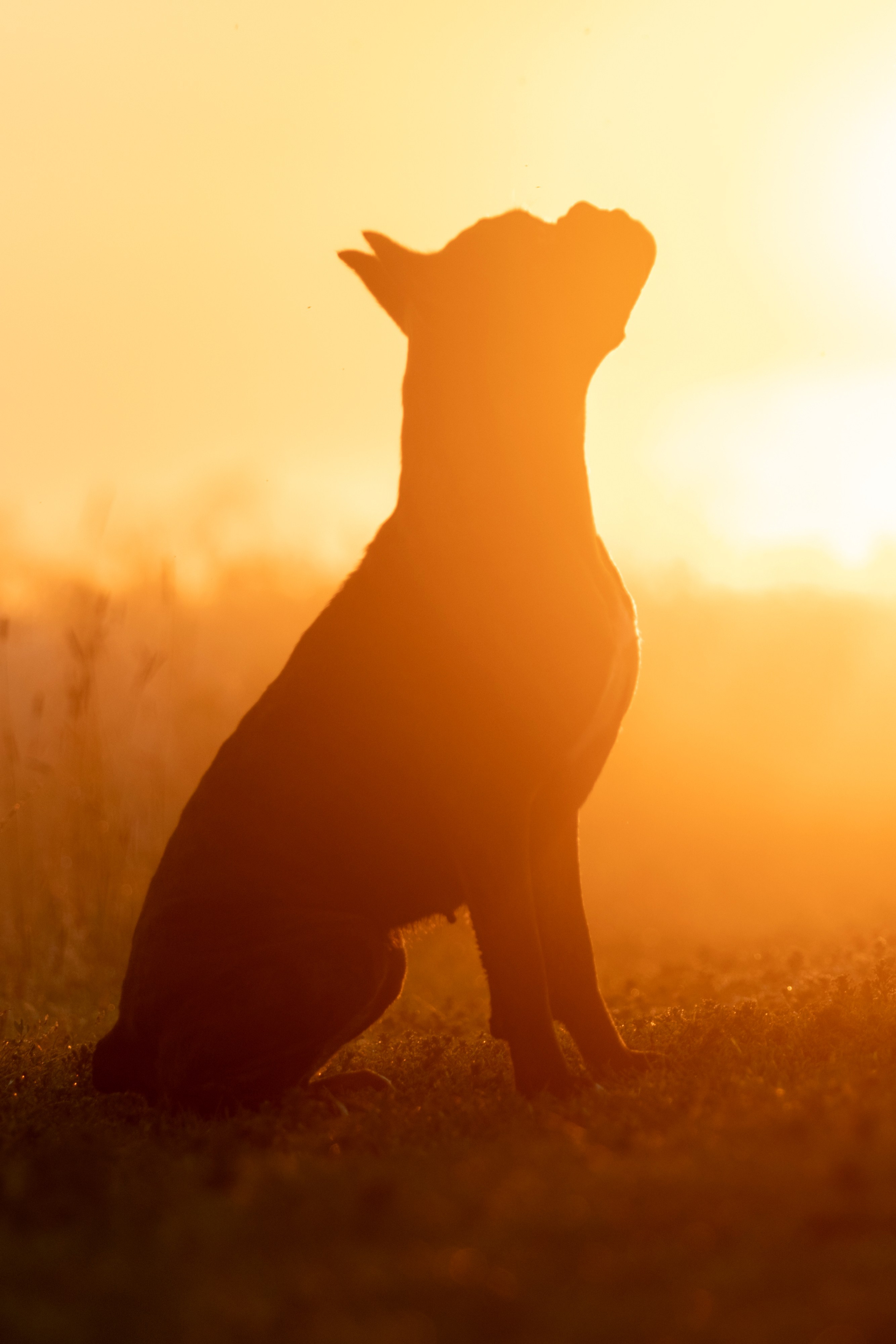 Прогулки. Фотограф — анималист в Москве и области Ольга Петракова
