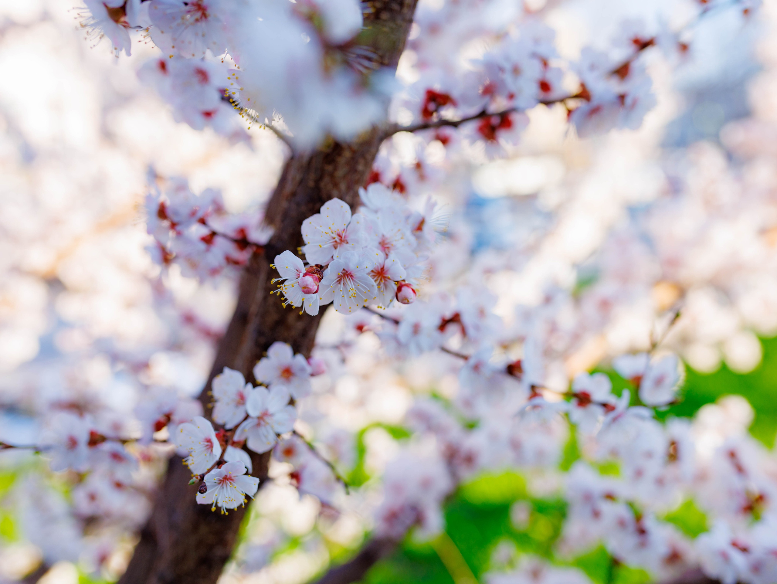 Фотографии природы Липецка. Свадебный и семейный фотограф Виолетта в Липецке