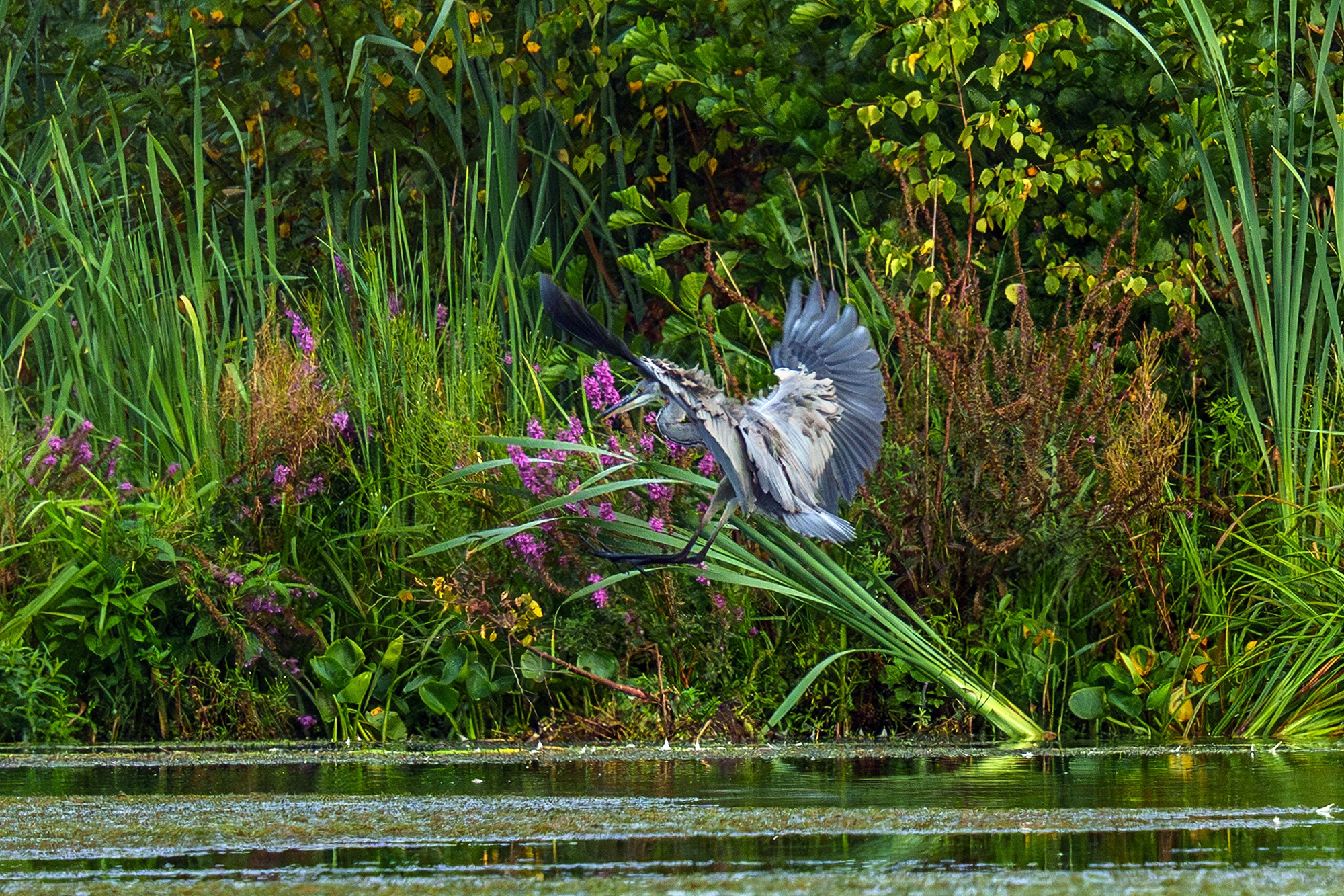 Удивительные мир птиц. Вокруг нас столько прекрасного — присмотритесь!. Ваш личный фотограф Марина Волкова